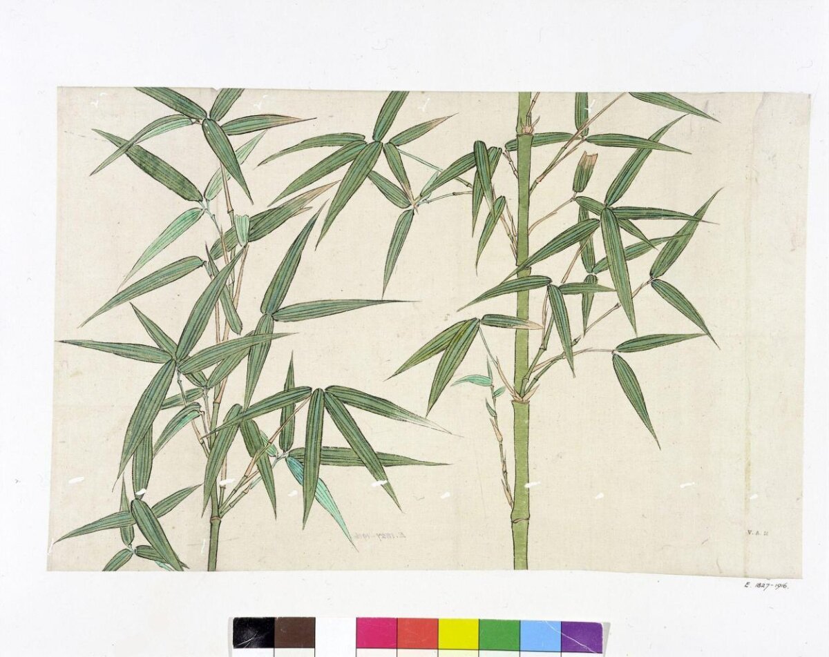 Botanical Drawing of Green Bamboo — Plant Encyclopedia