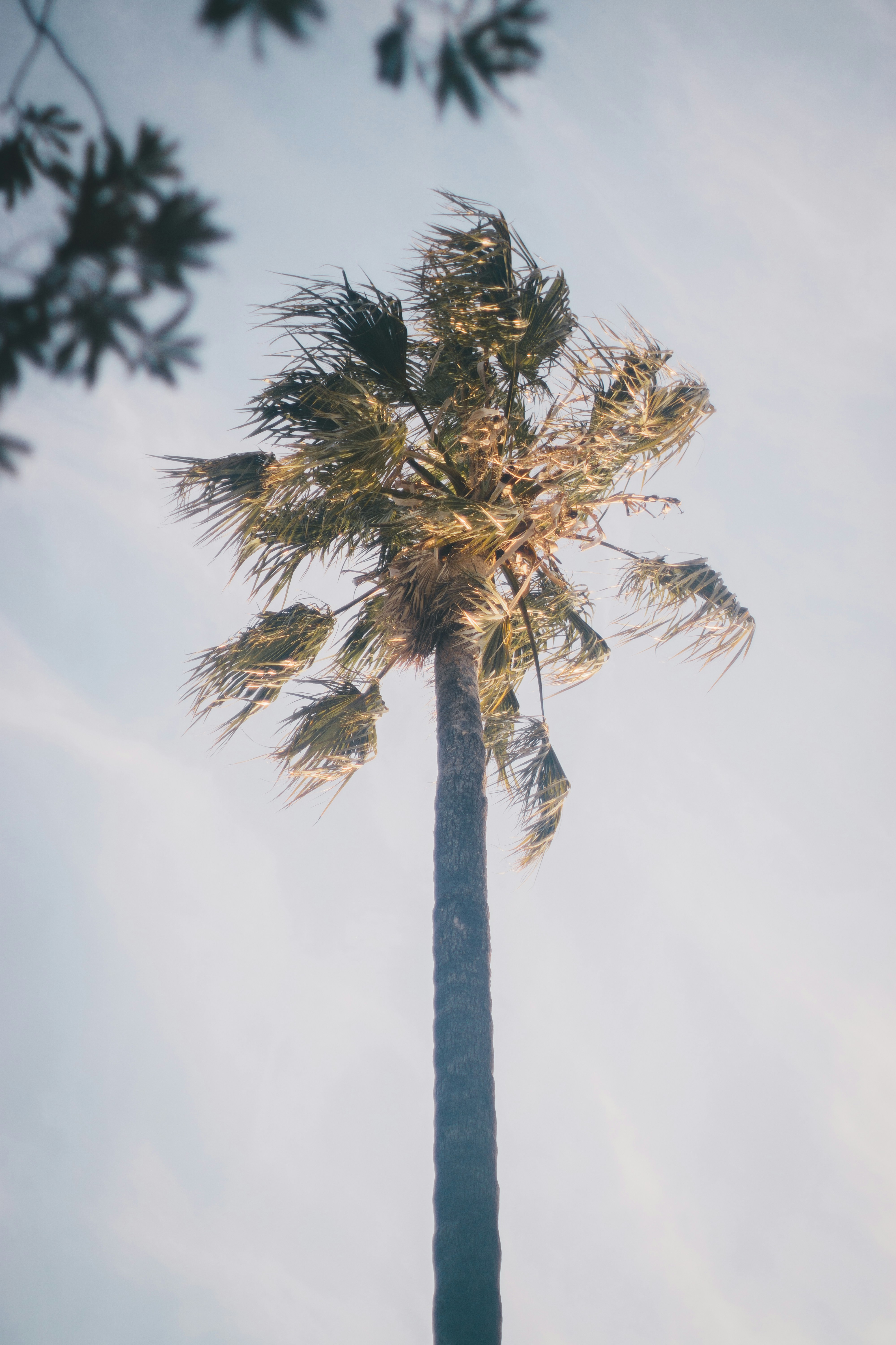 Low Angle Shot of Palm Tree