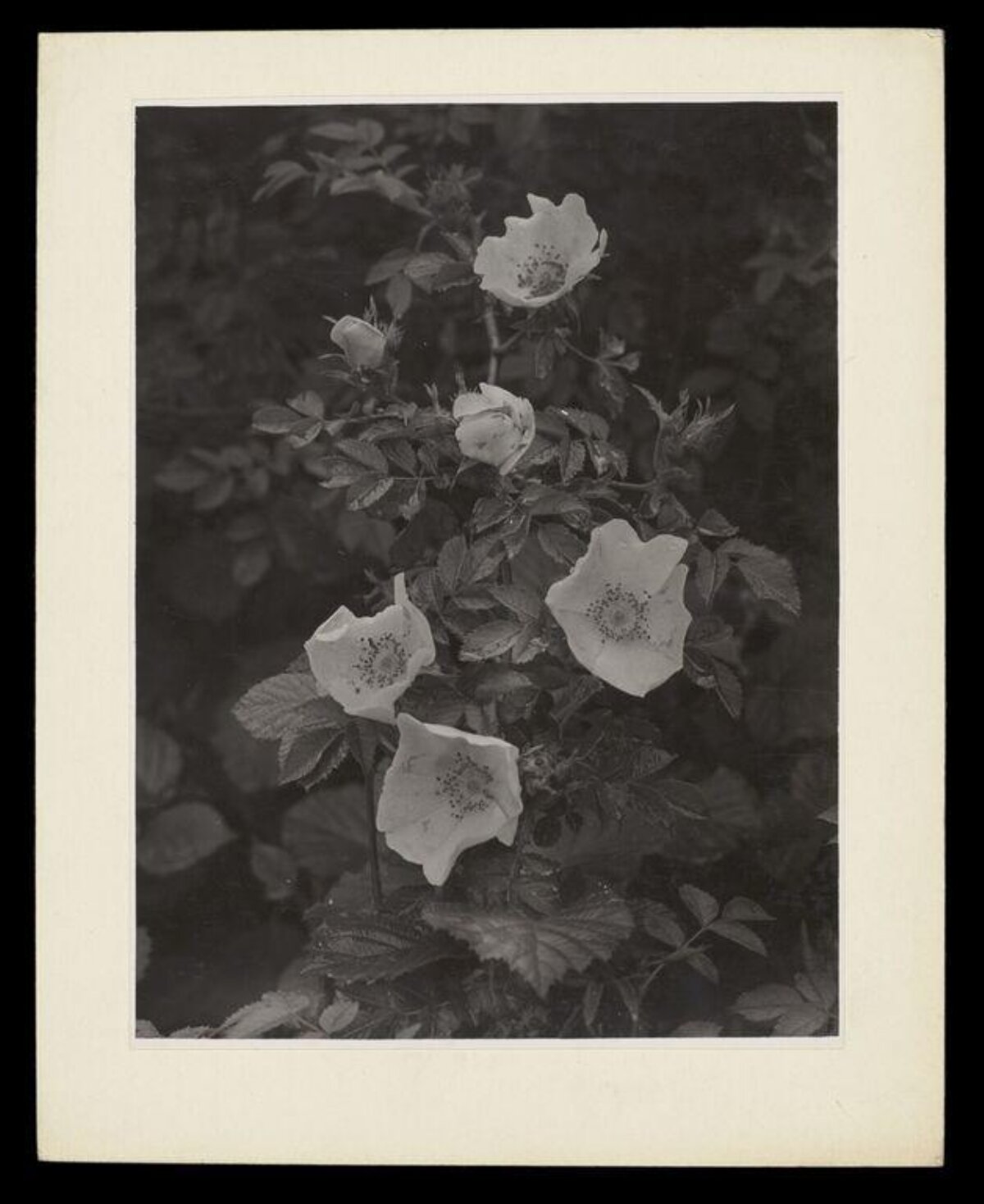 Black and White Wild Rose Flowers