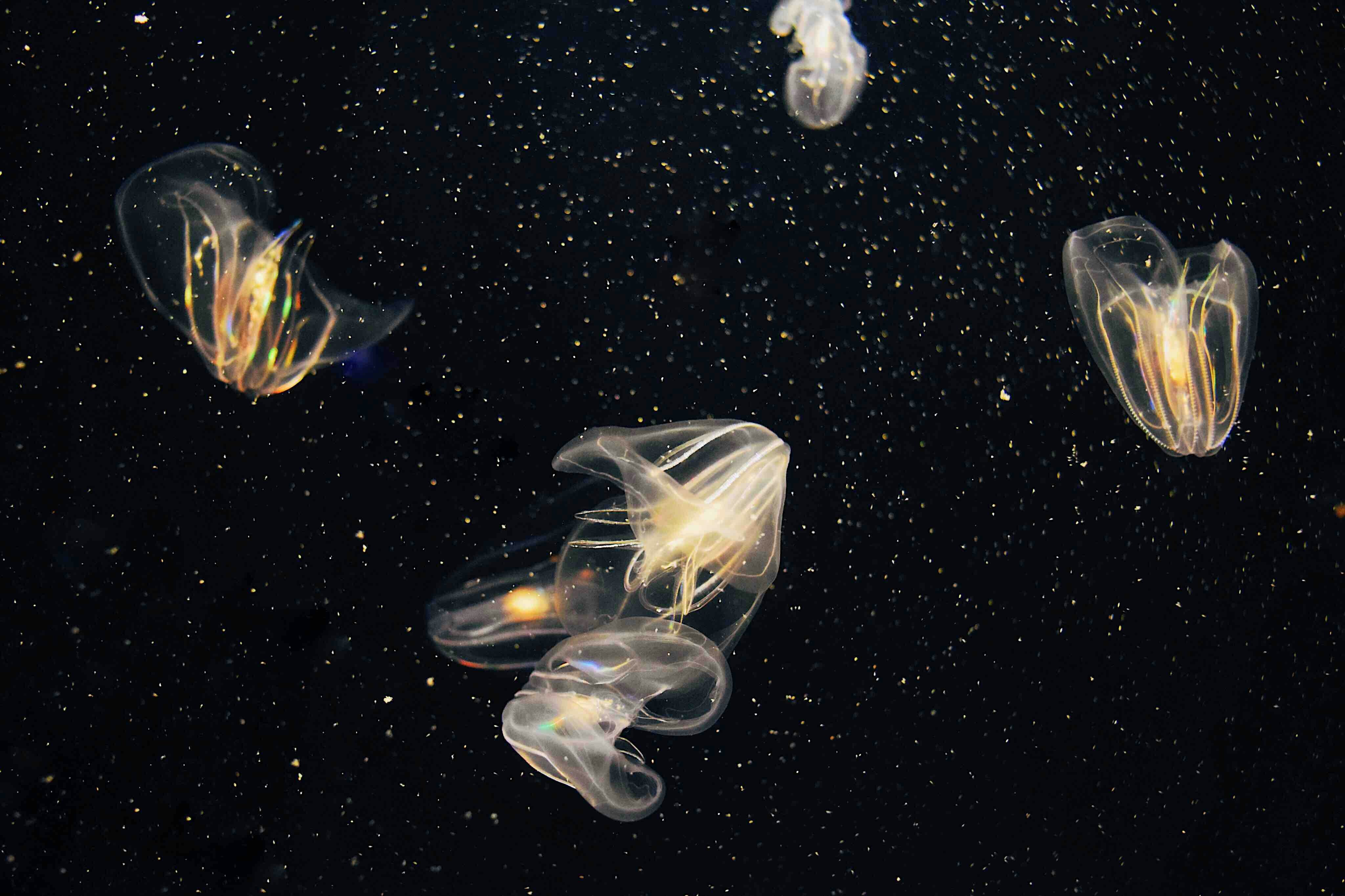 Transparent Comb Jellies in Dark Water