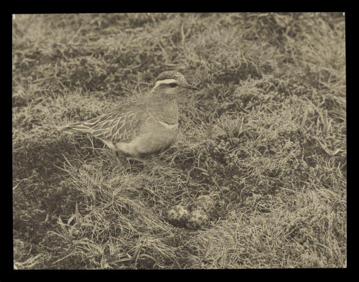 Plover Guarding Nest and Eggs