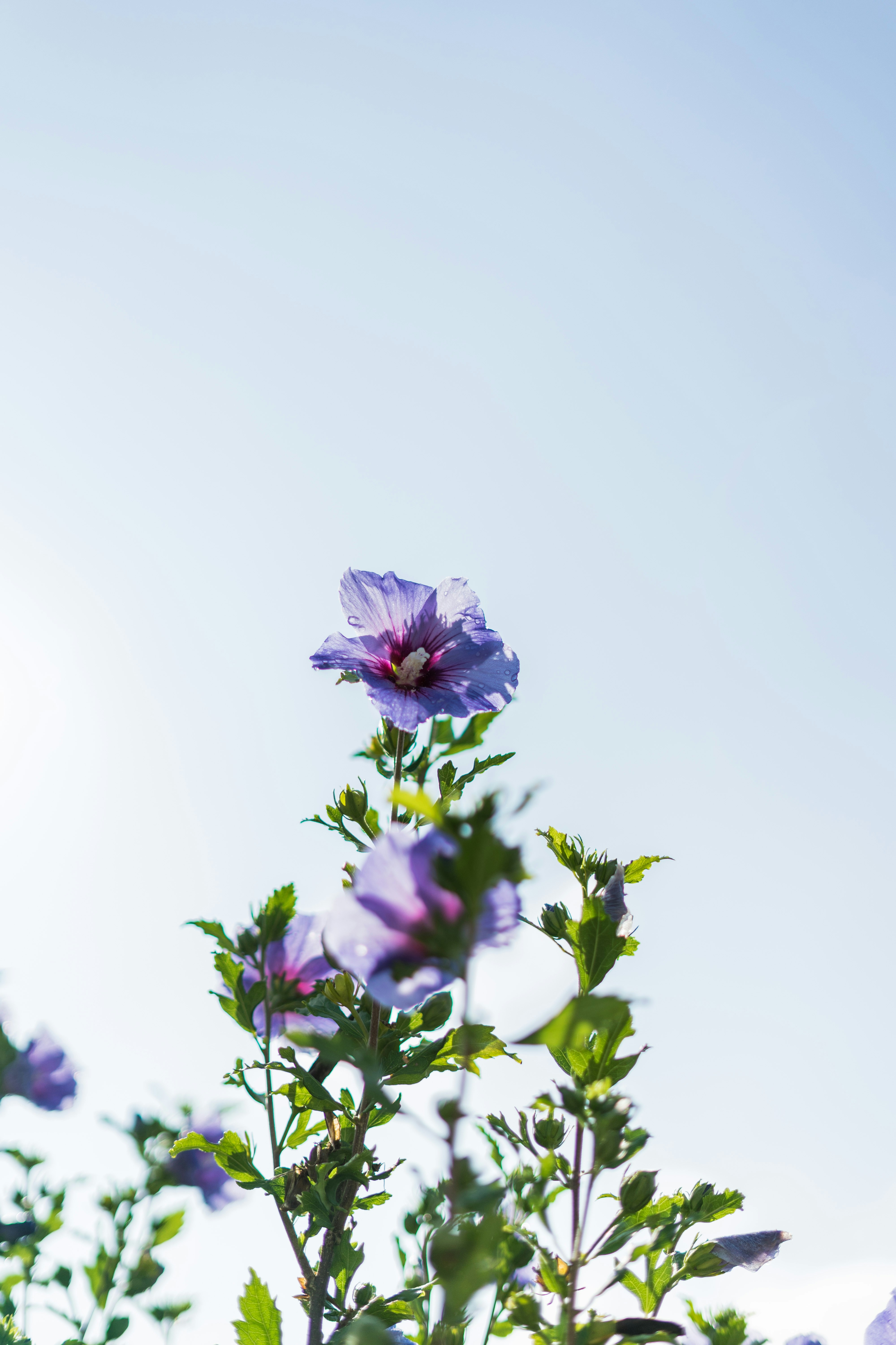 Purple Hibiscus Under Clear Sky
