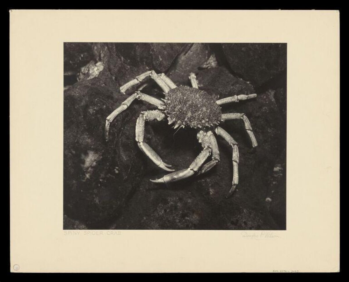 Vintage Photo of Spiny Spider Crab