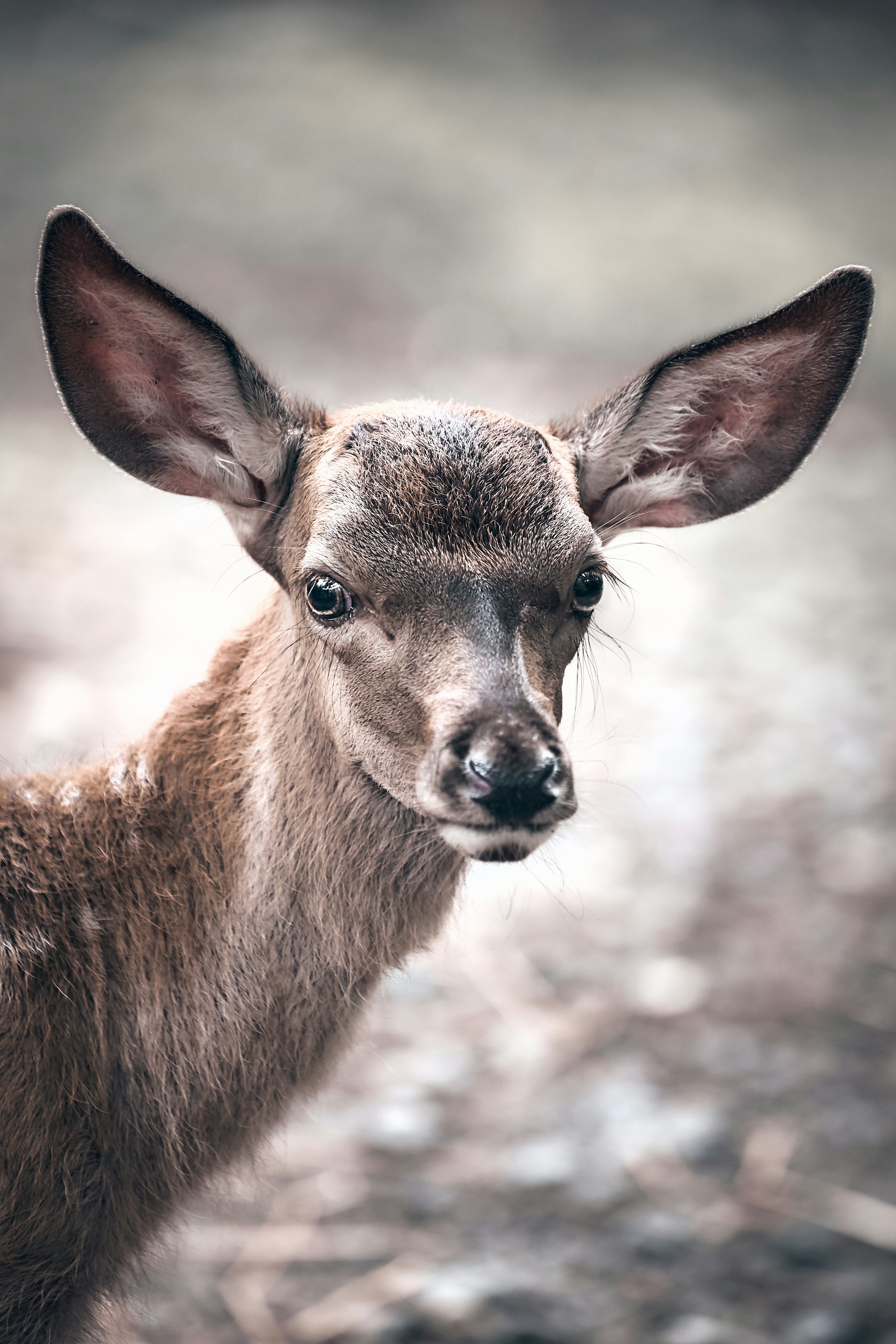 Close-up Portrait of a Young Deer