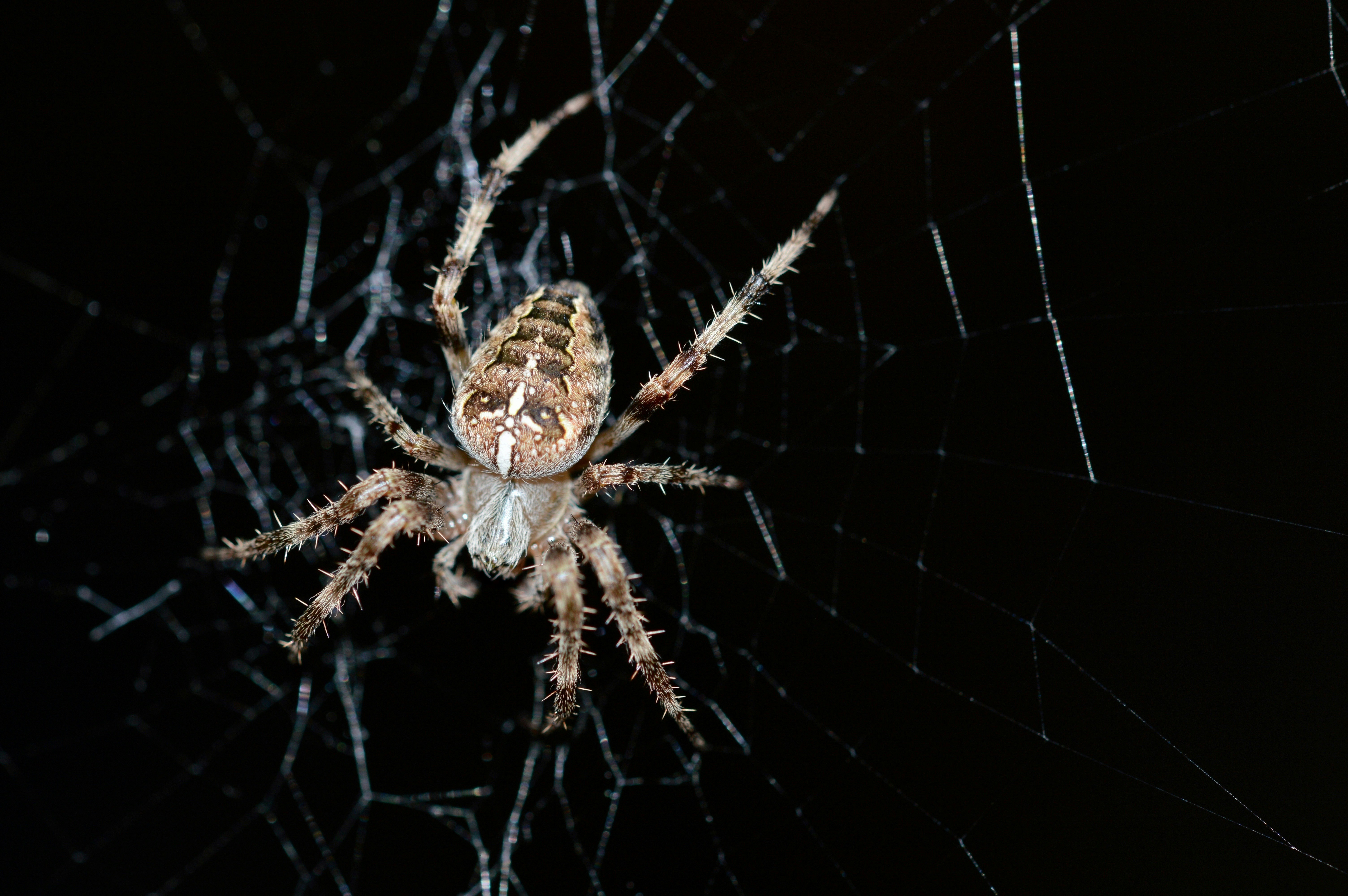 Spider Resting on Its Web
