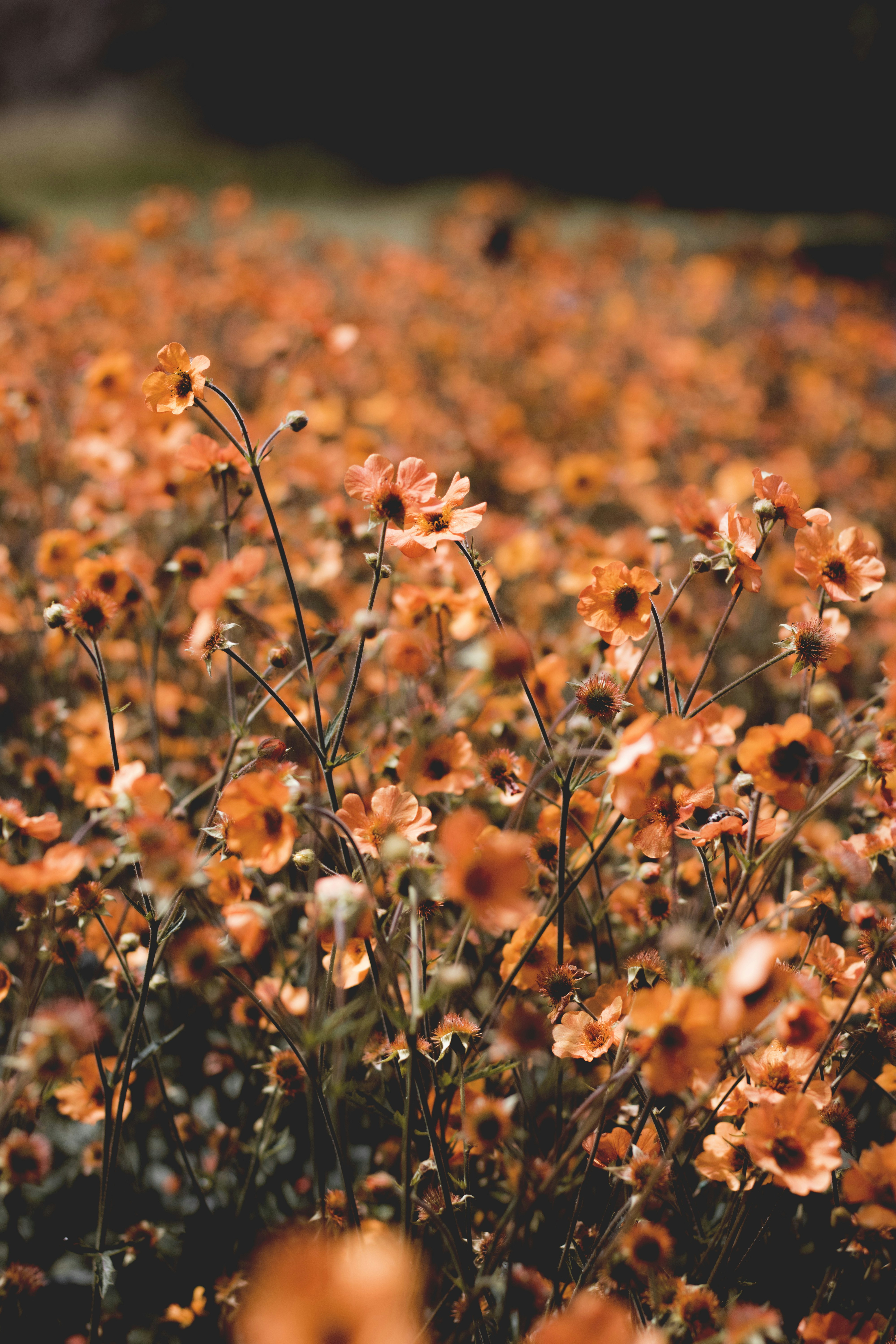 Orange Wildflower Field