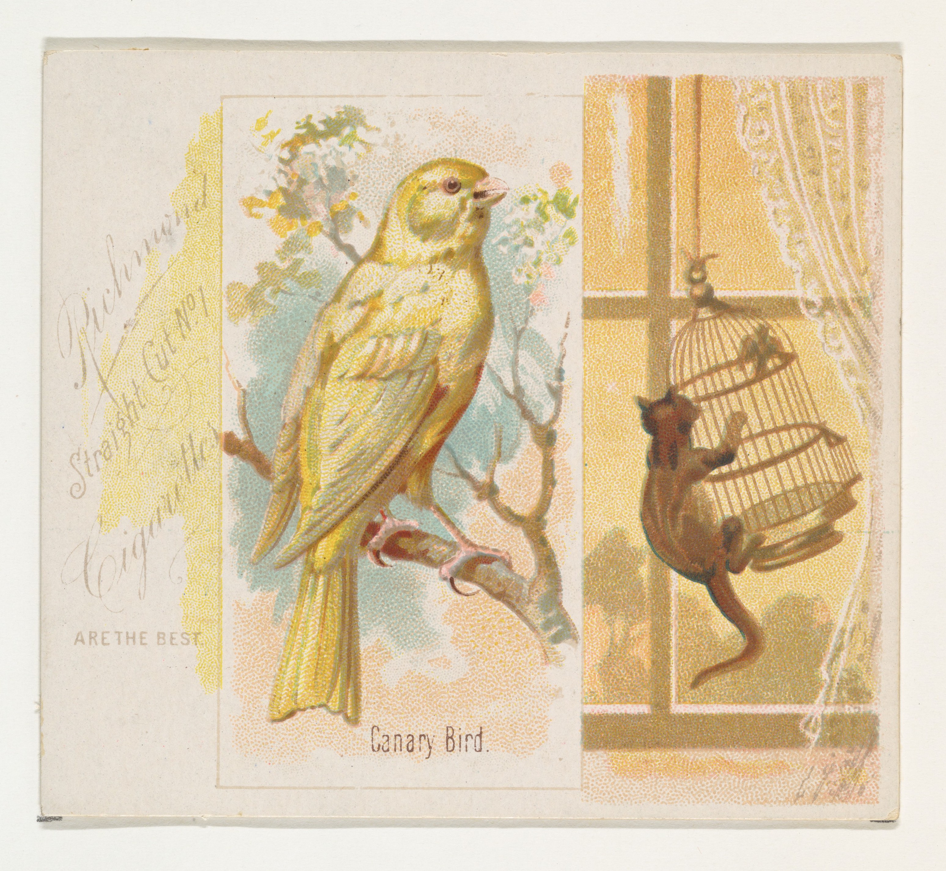 Canary Bird and Cat Vintage Card