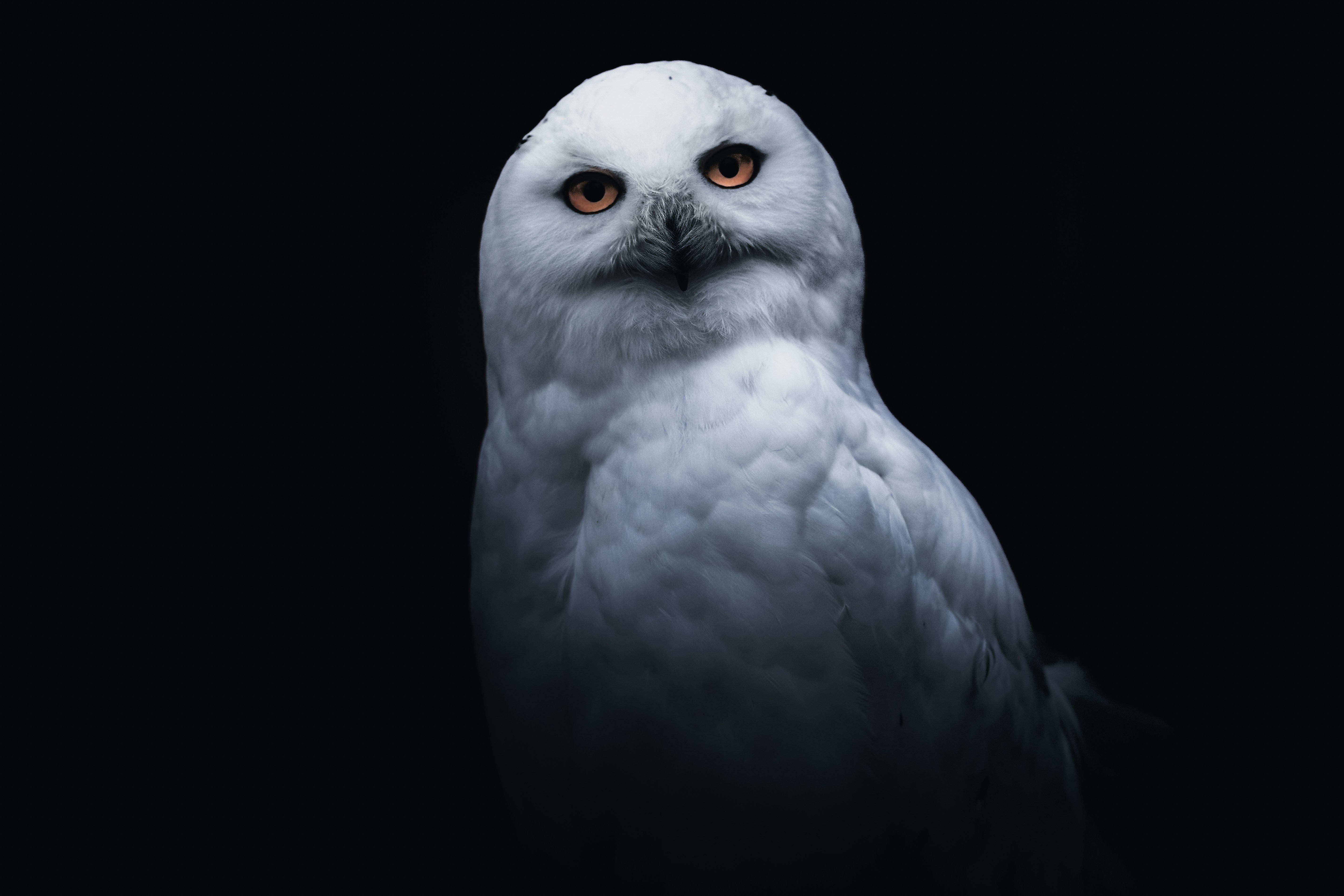 Snowy Owl Portrait