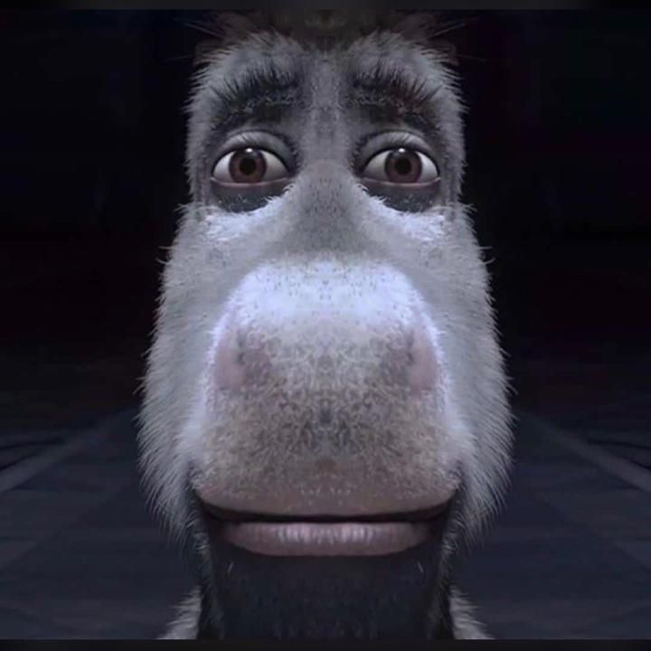 Close Up of Donkey from Shrek