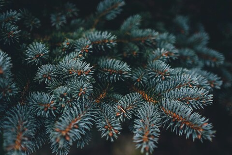 Blue Spruce Tree Branches