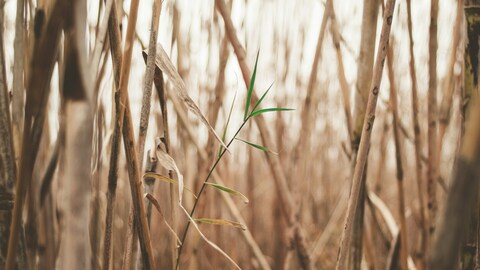 New Green Shoot Among Dry Reeds