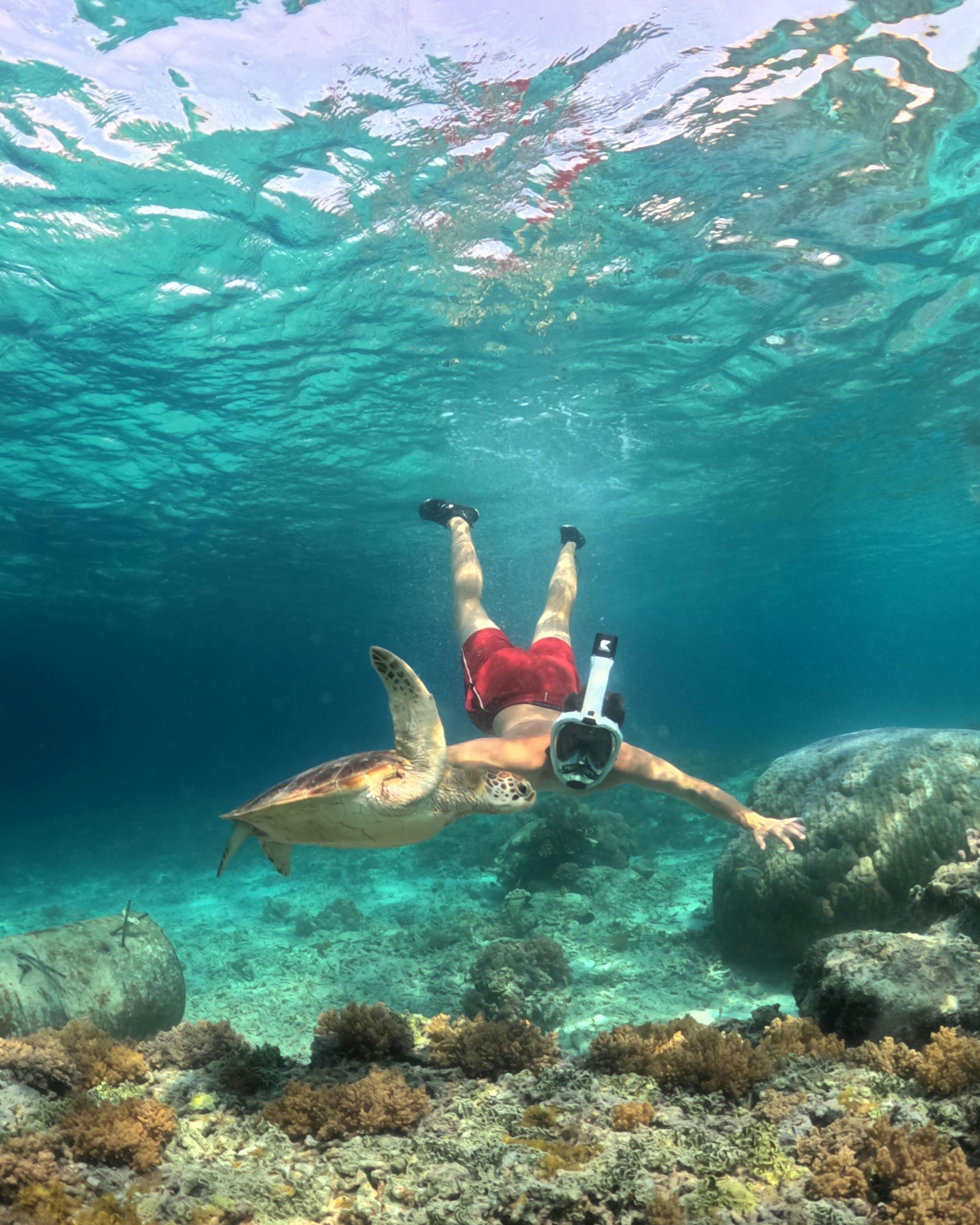 Snorkeler Swims With Sea Turtle Underwater