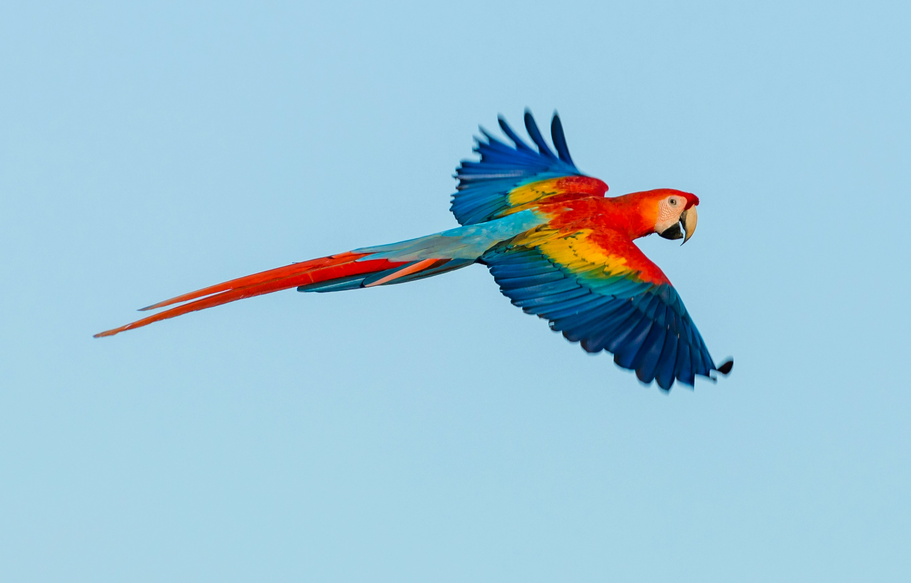 Scarlet Macaw in Flight