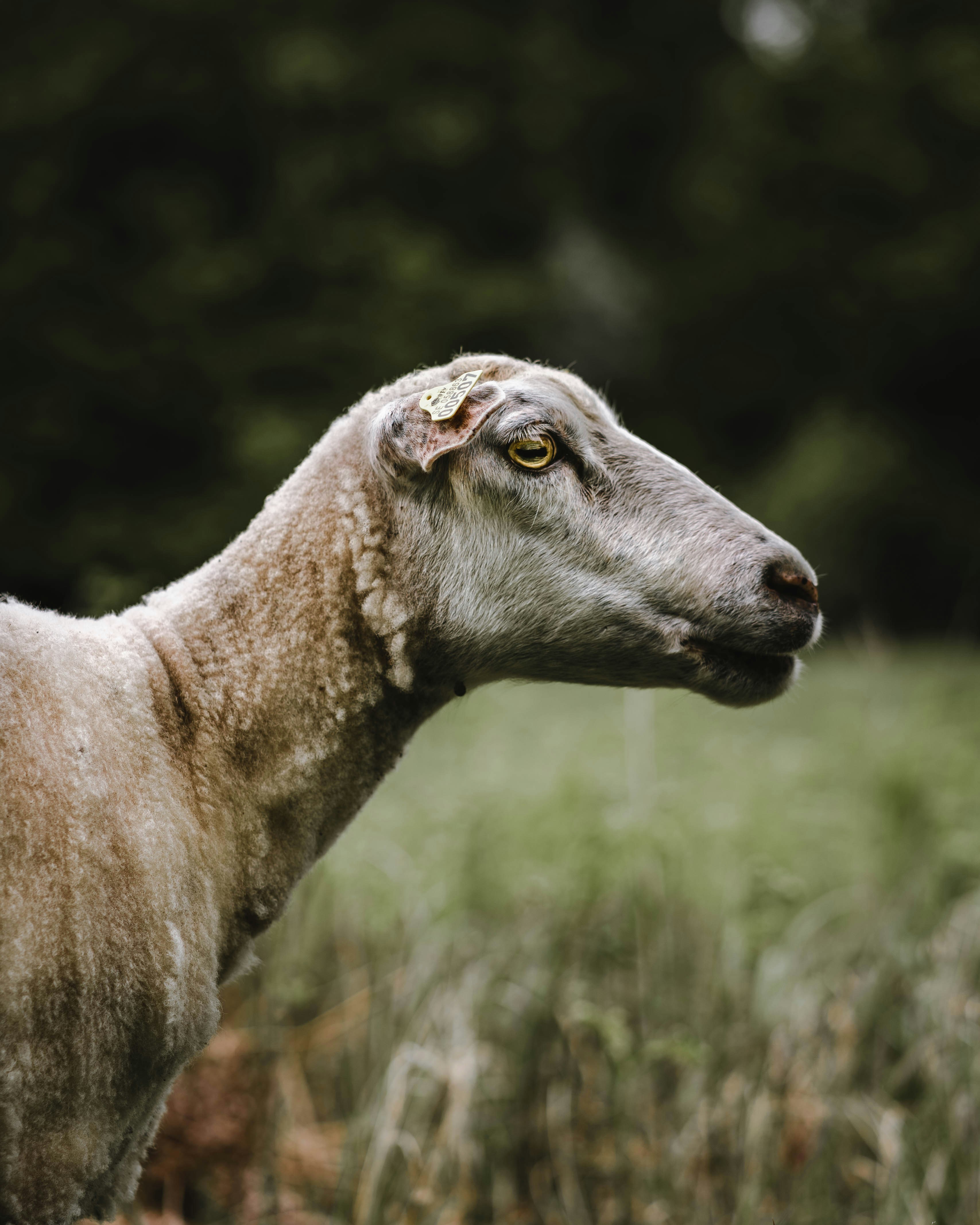 Portrait of a Sheep