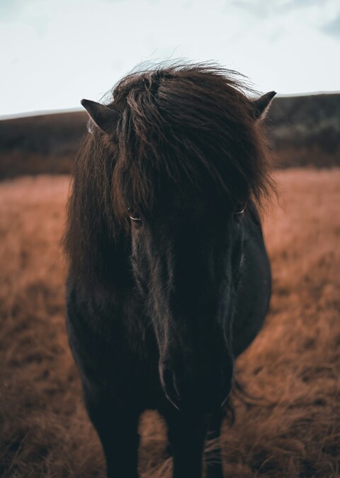 Black Horse on Dry Grassland