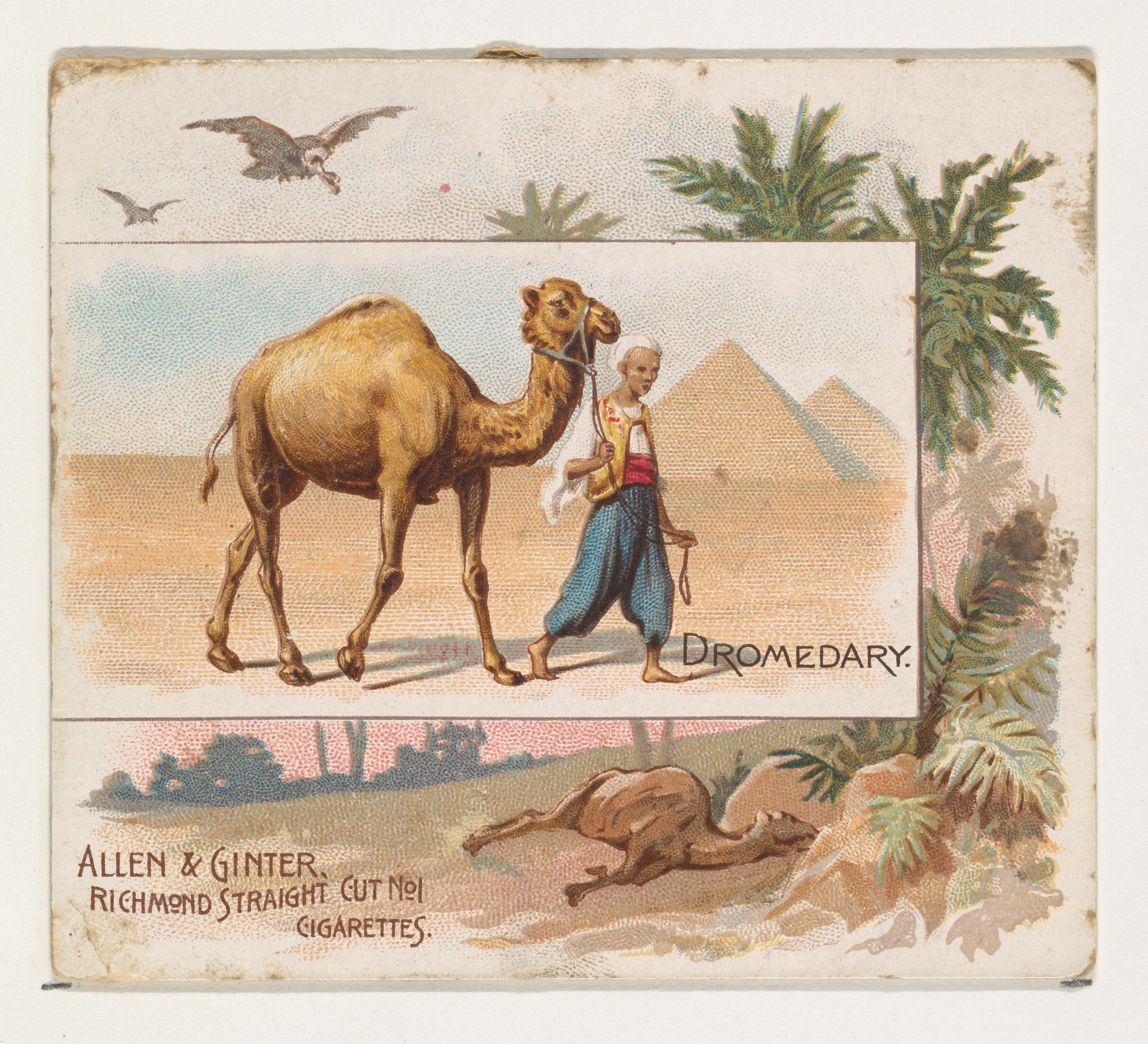Vintage Dromedary Cigarette Card