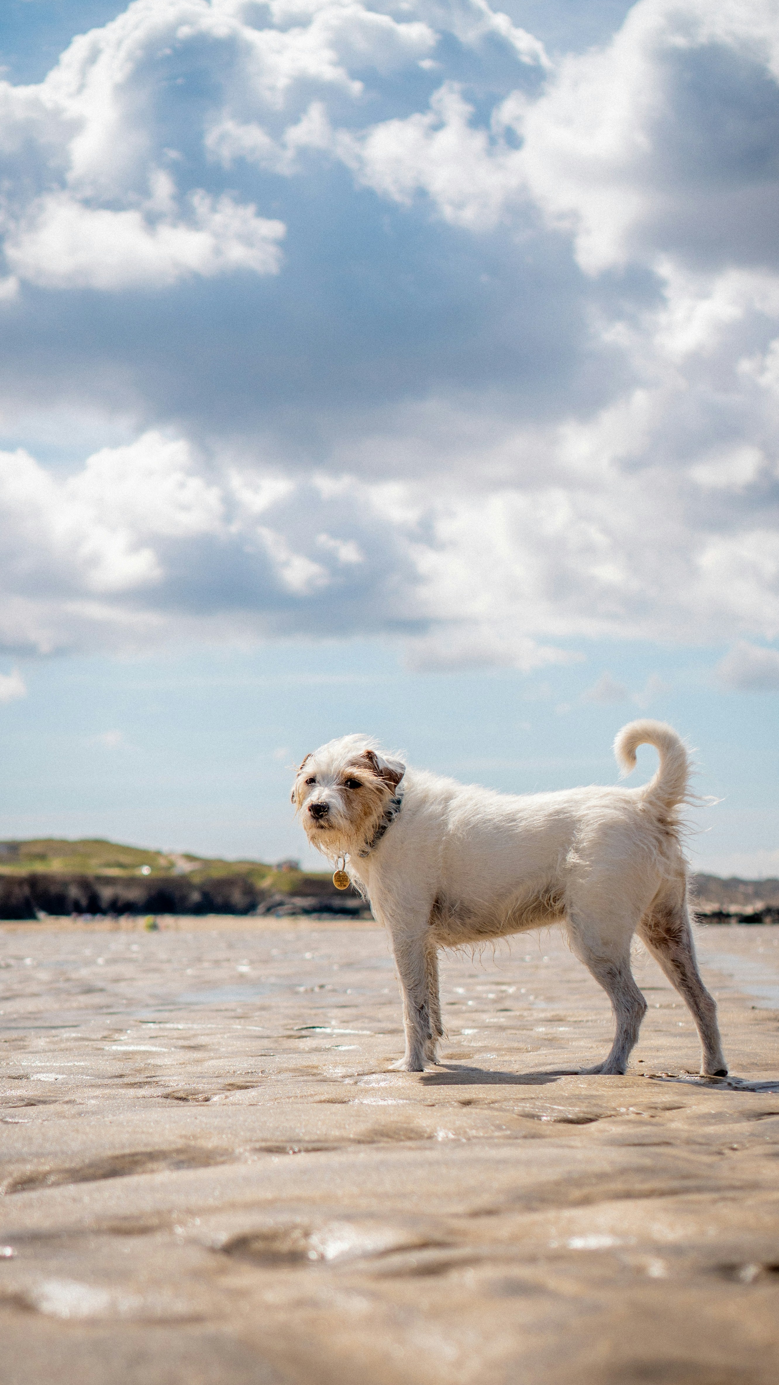 Dog Standing on Sandy Beach