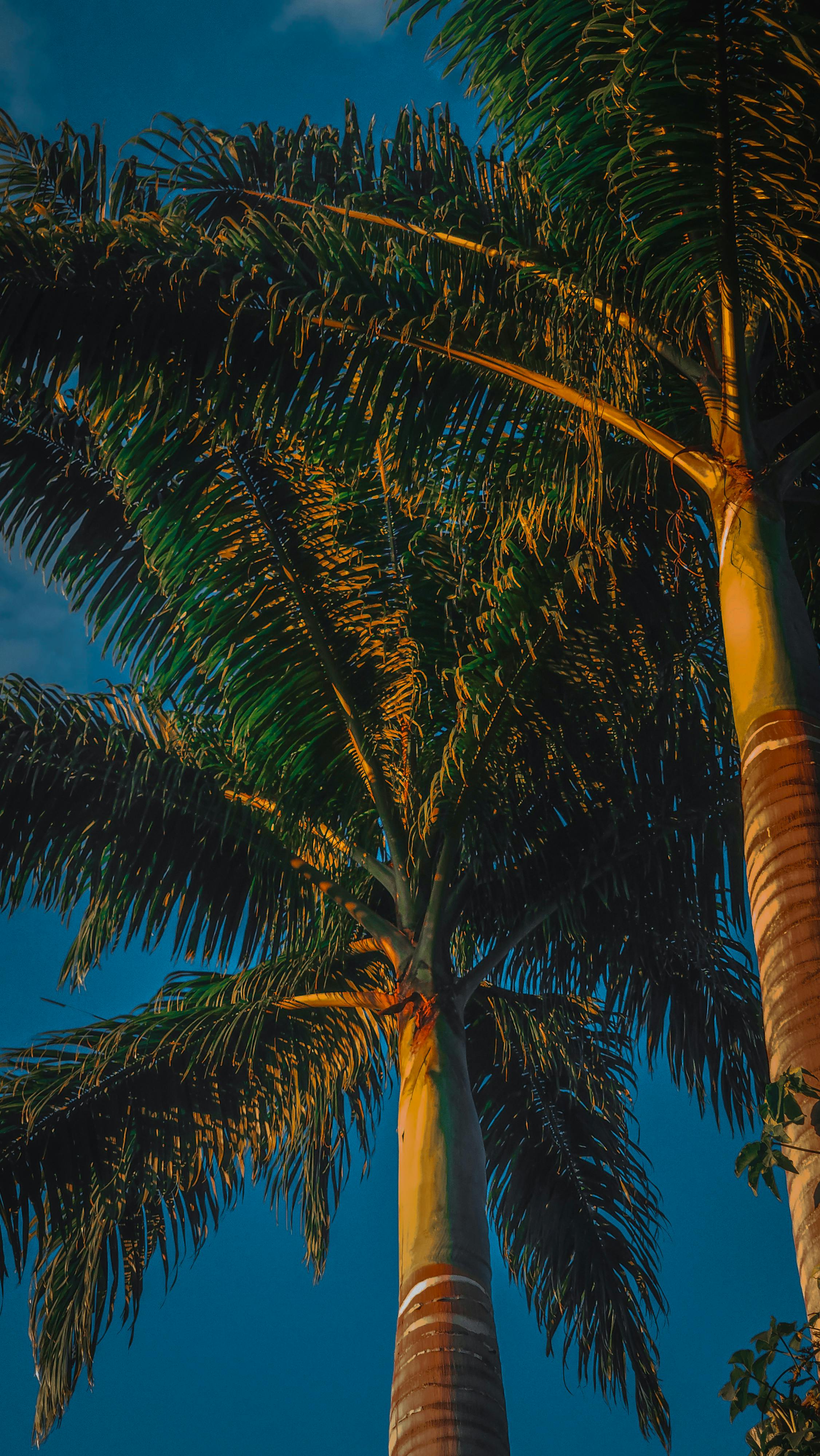 Sunlit Palm Trees Against Deep Blue Sky