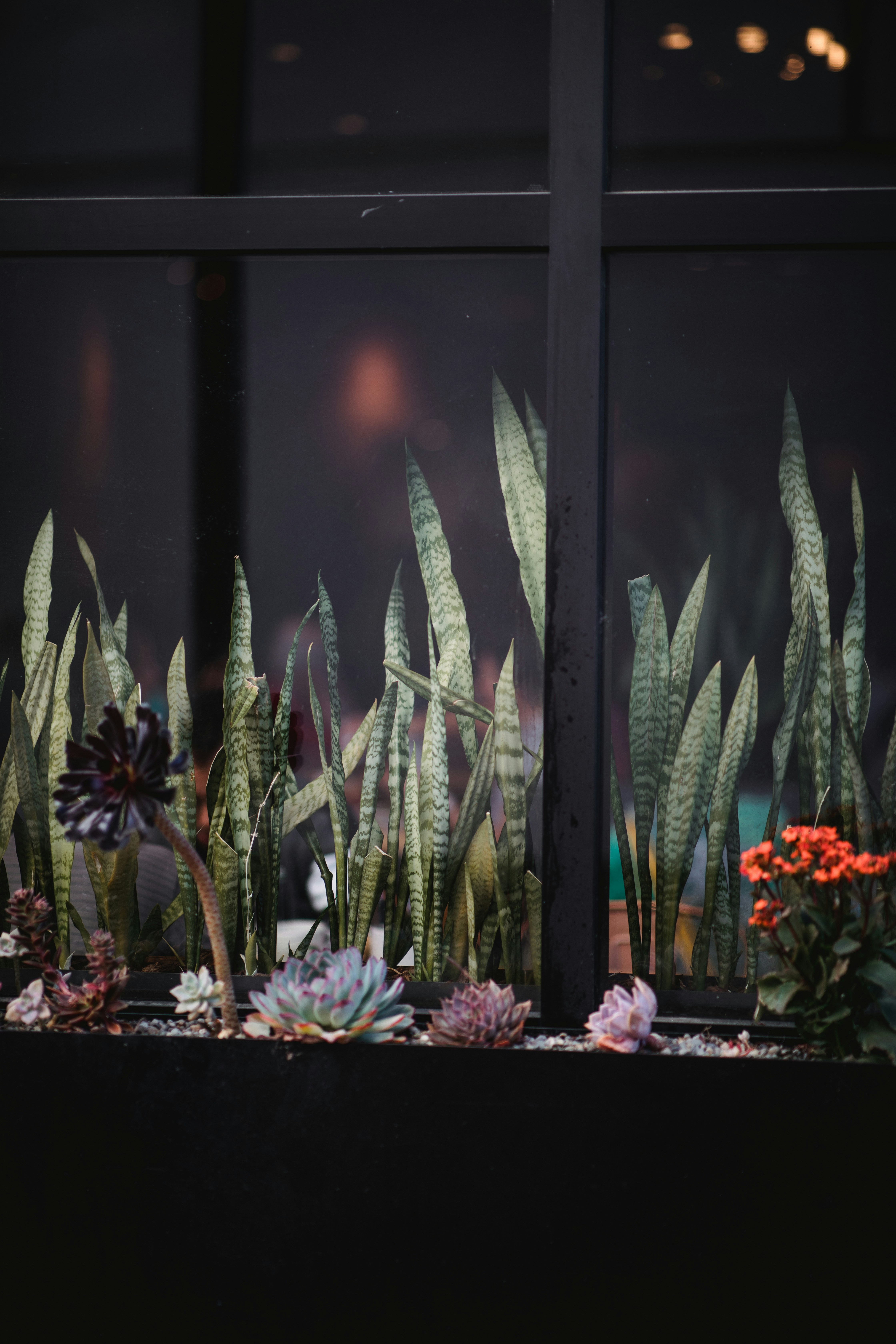 Succulent Arrangement by Window