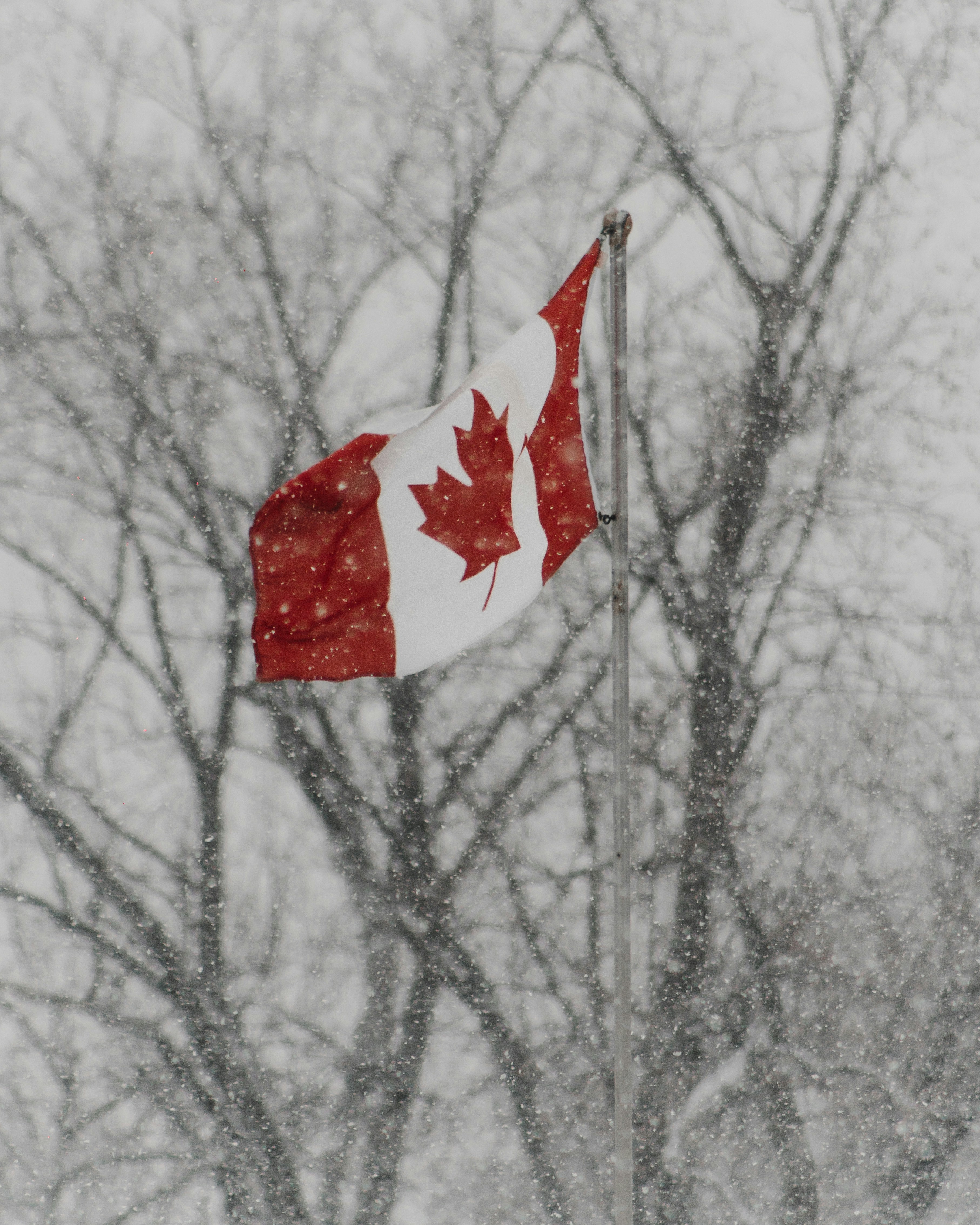 Canadian Flag in Snowfall