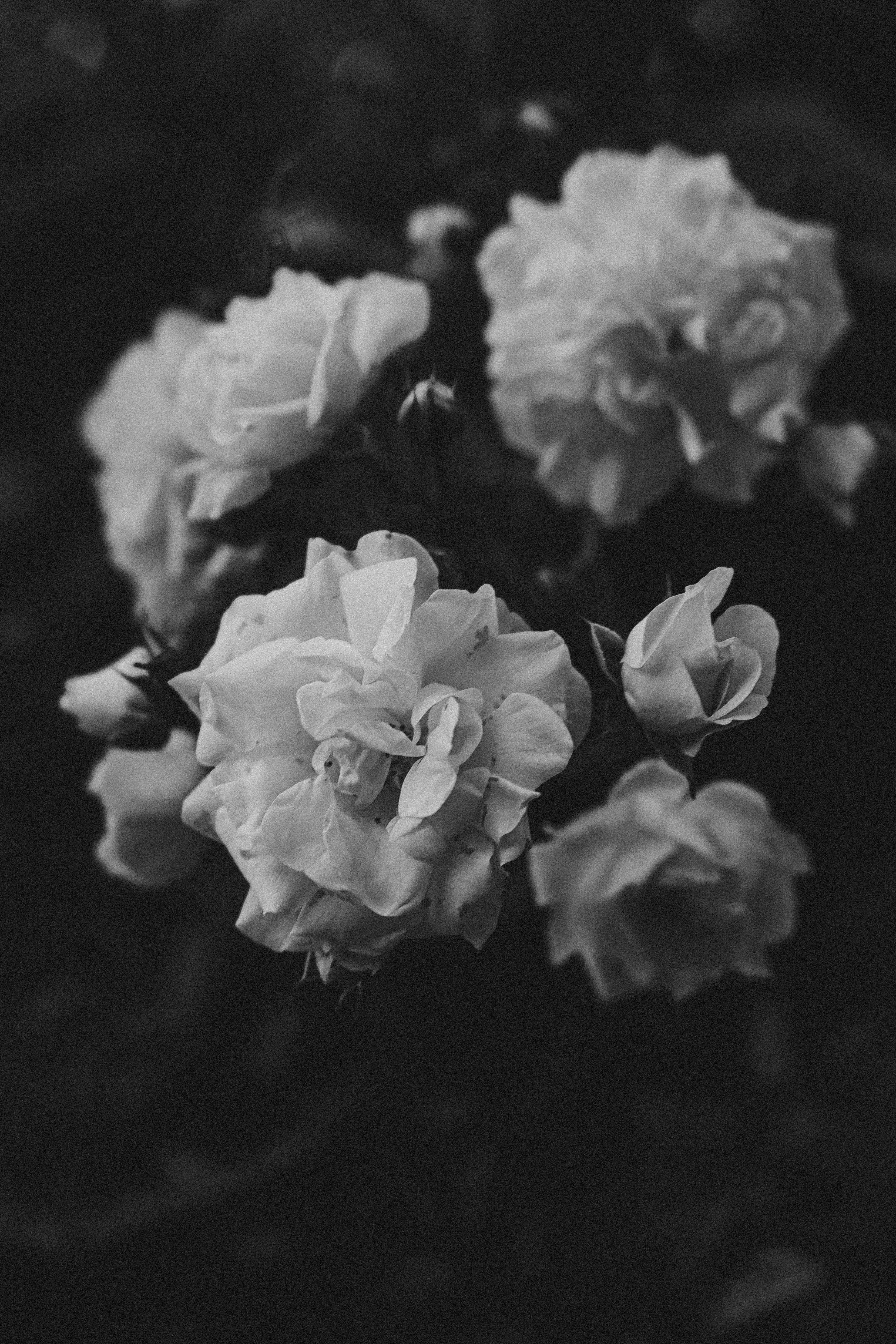 Black and White Blooming Roses