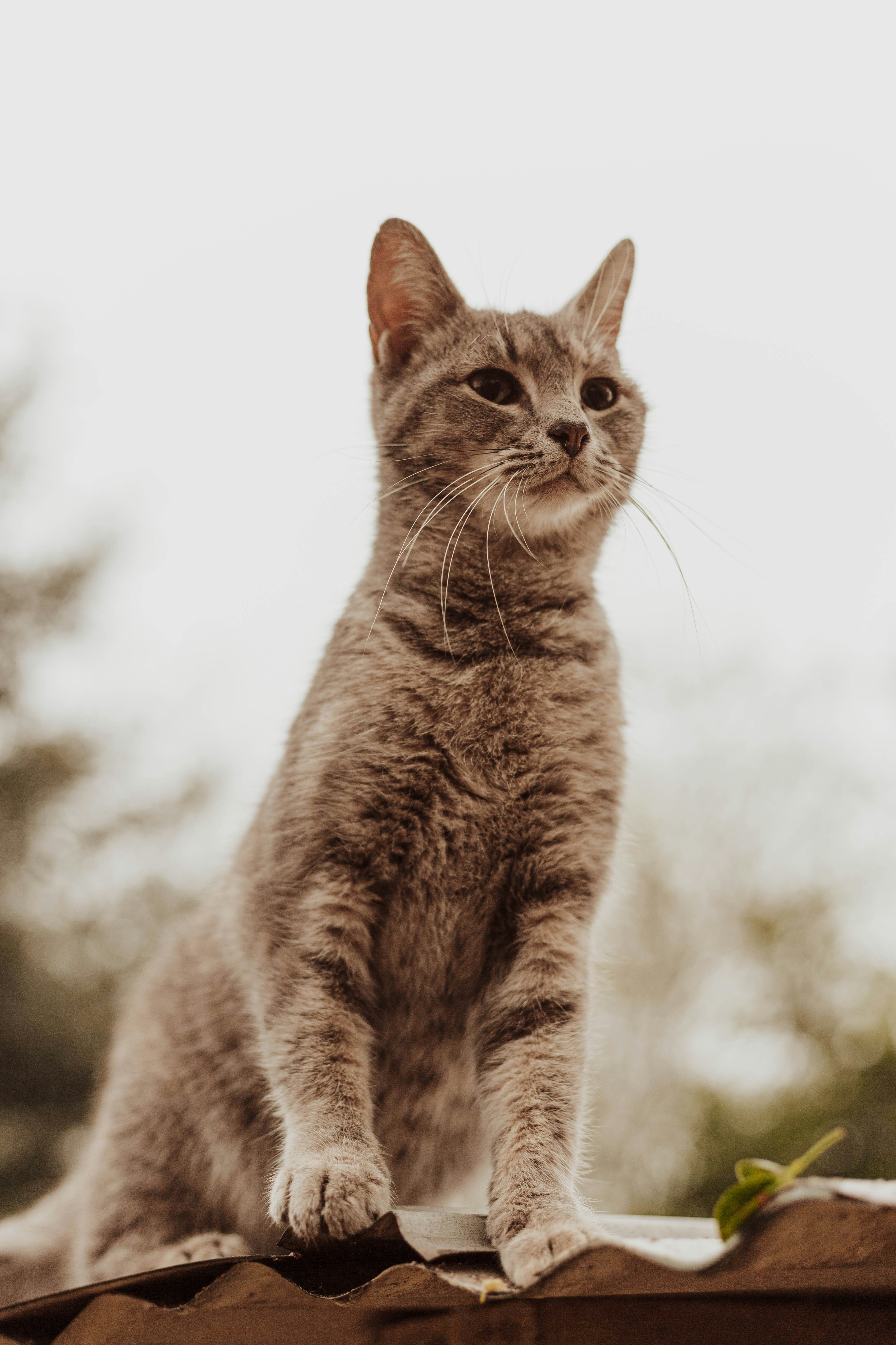 Gray Tabby Cat Sits on Roof