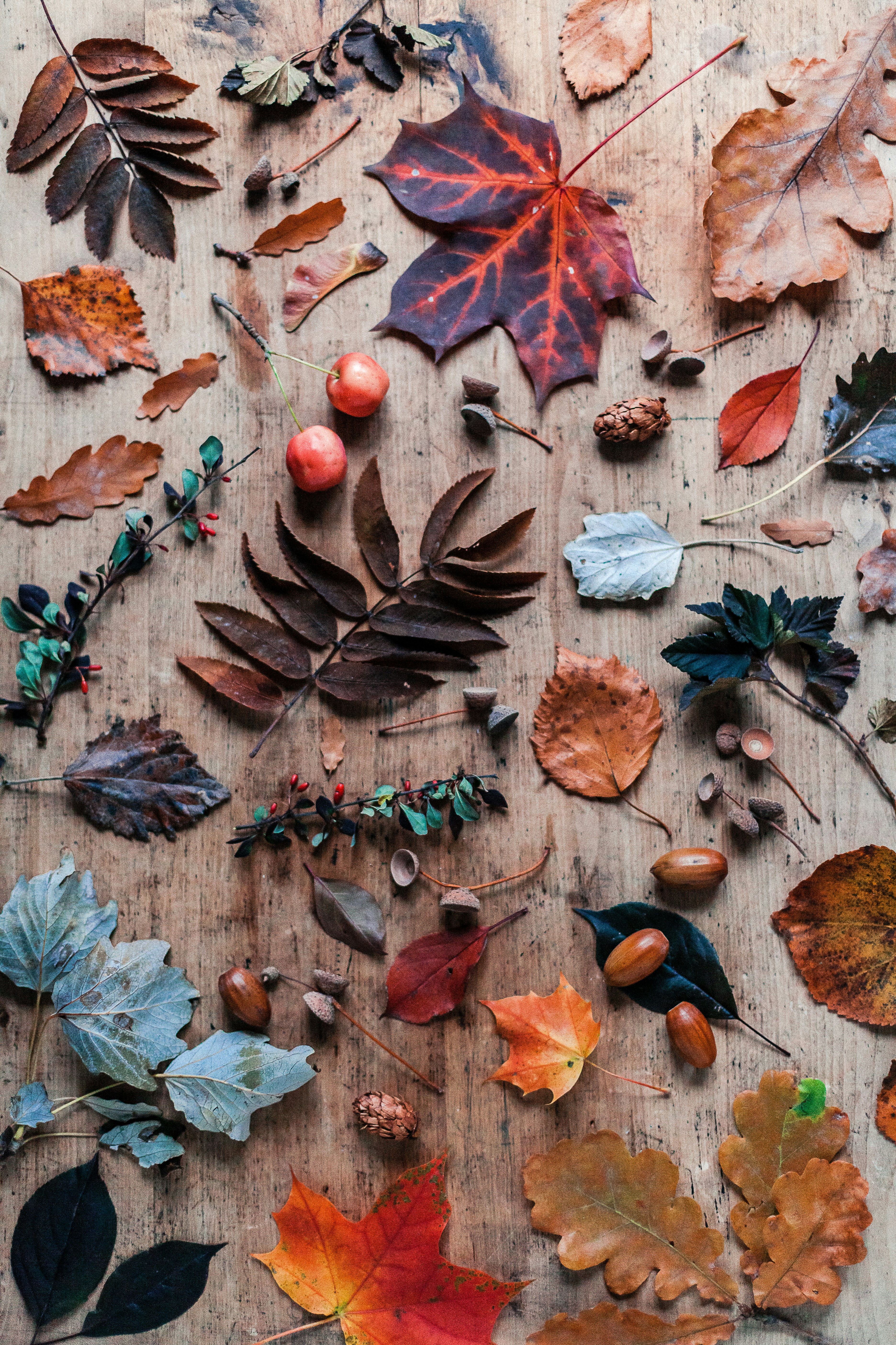 Autumn Nature Collection on Wood