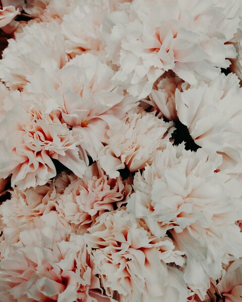 Dense Light Pink Carnations