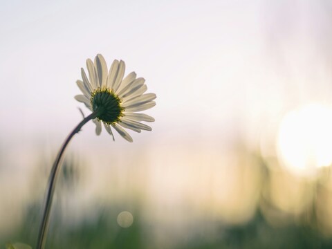 Backlit Daisy in Soft Sunlight