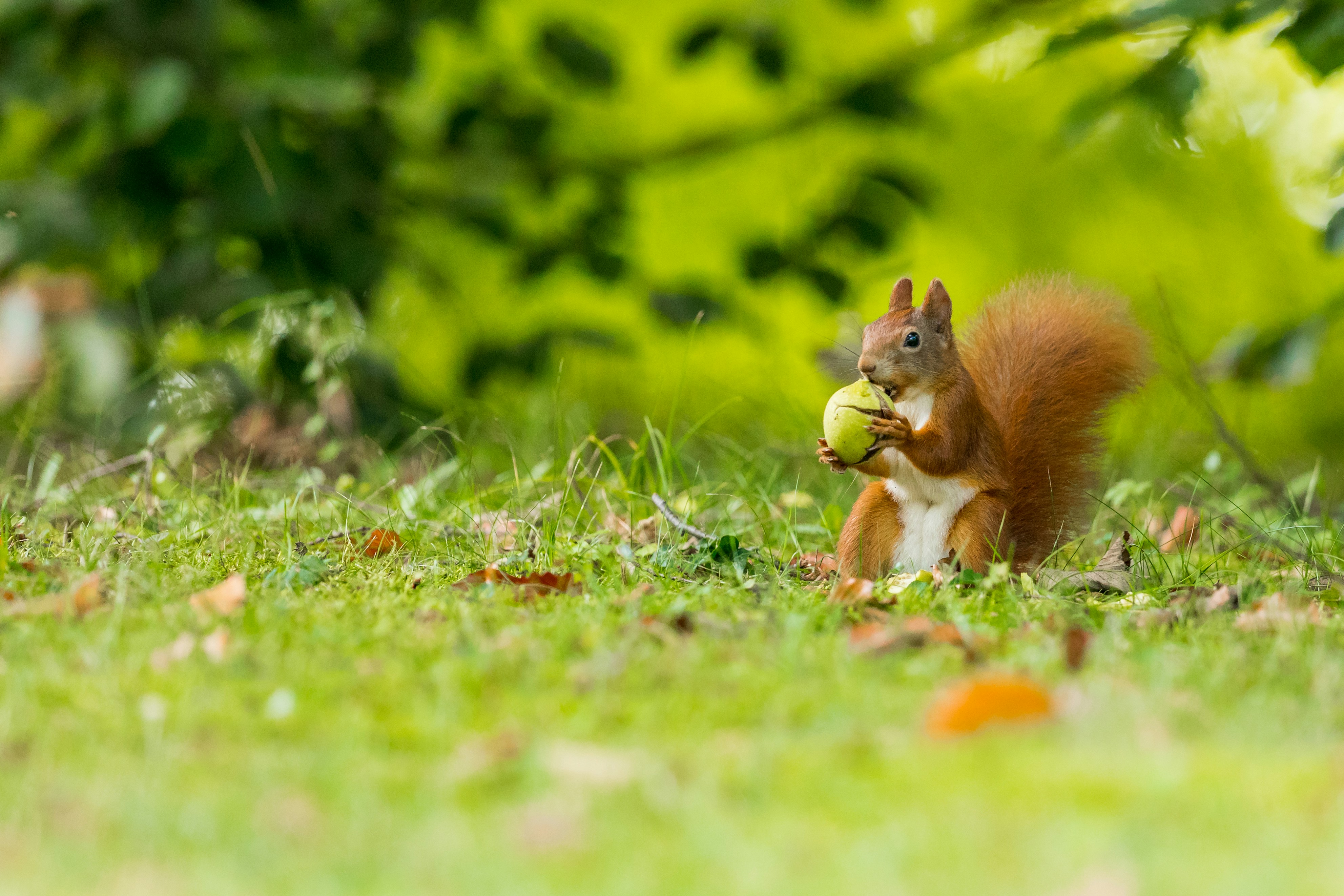 Red Squirrel Eating on Grassy Ground
