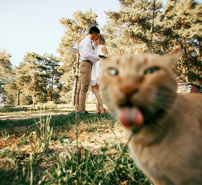 Image 39651 — Pets