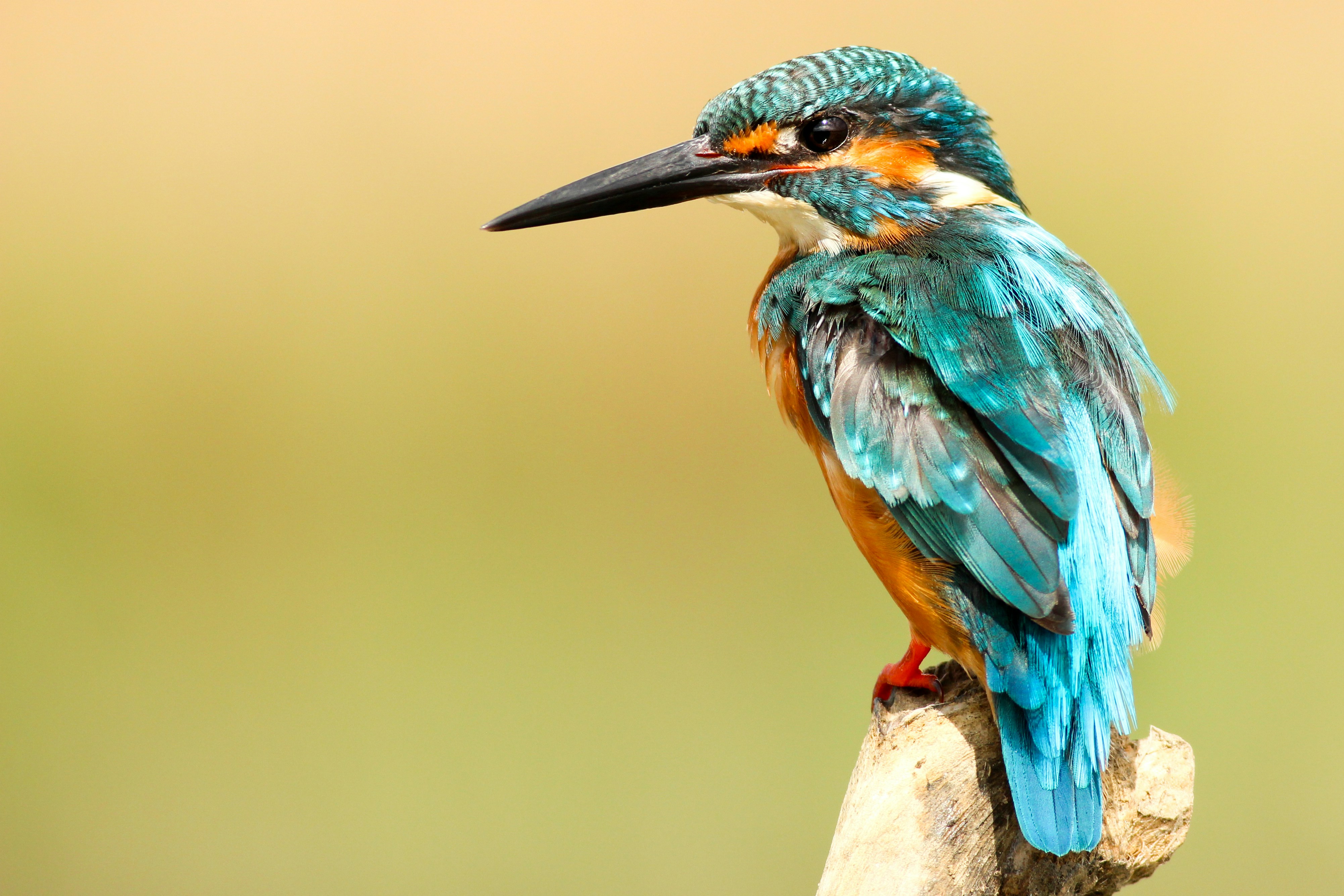 Kingfisher Perched on Stump