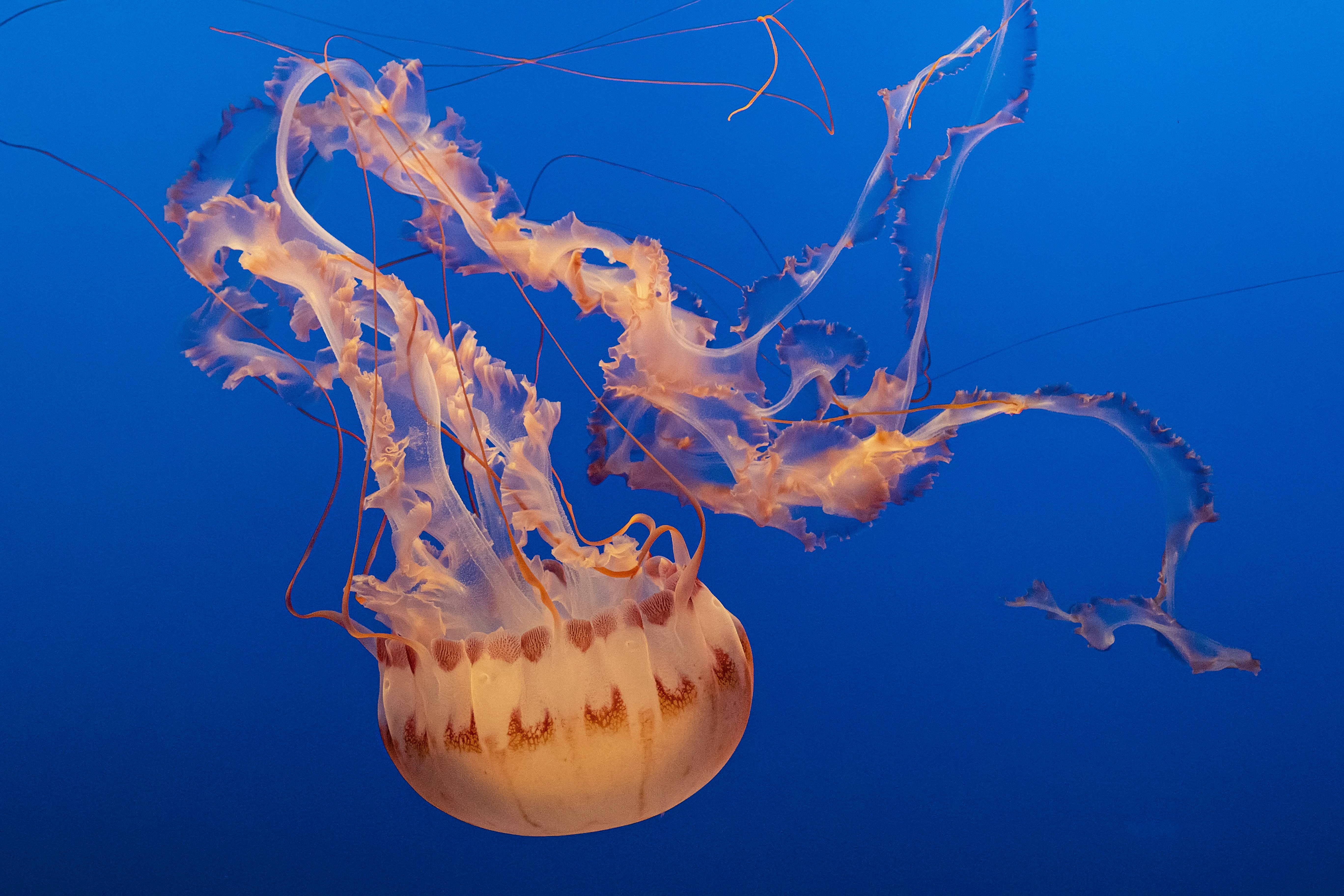 Orange Jellyfish in Deep Blue Water