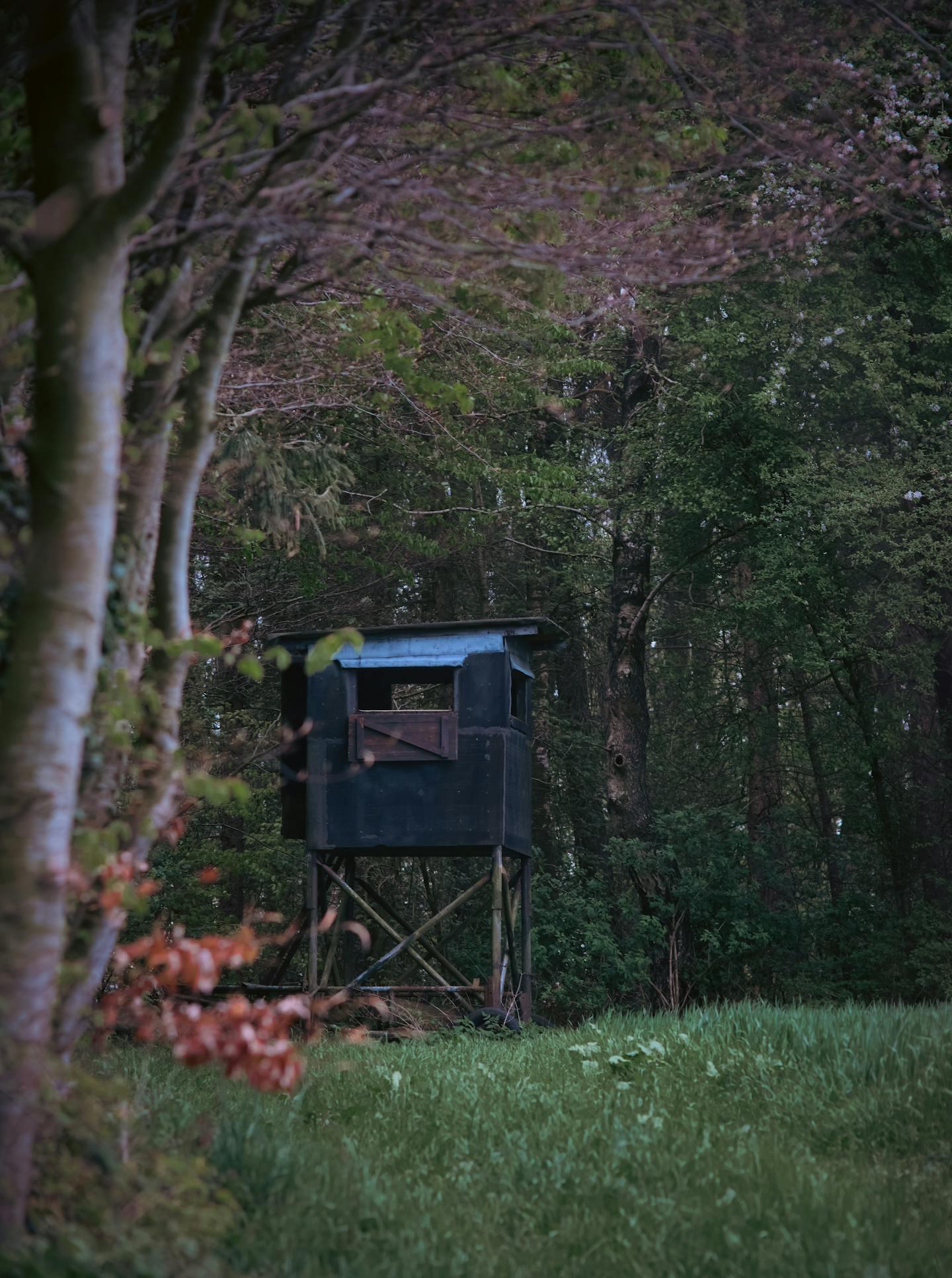 Elevated Hunting Blind at Forest Edge