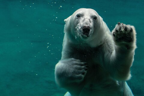 Underwater Polar Bear Waving At Camera
