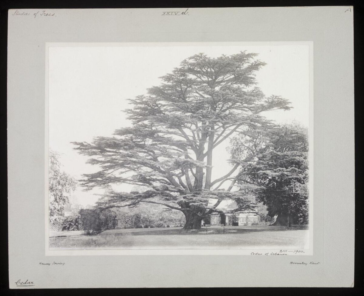 Vintage Photo of Lebanon Cedar