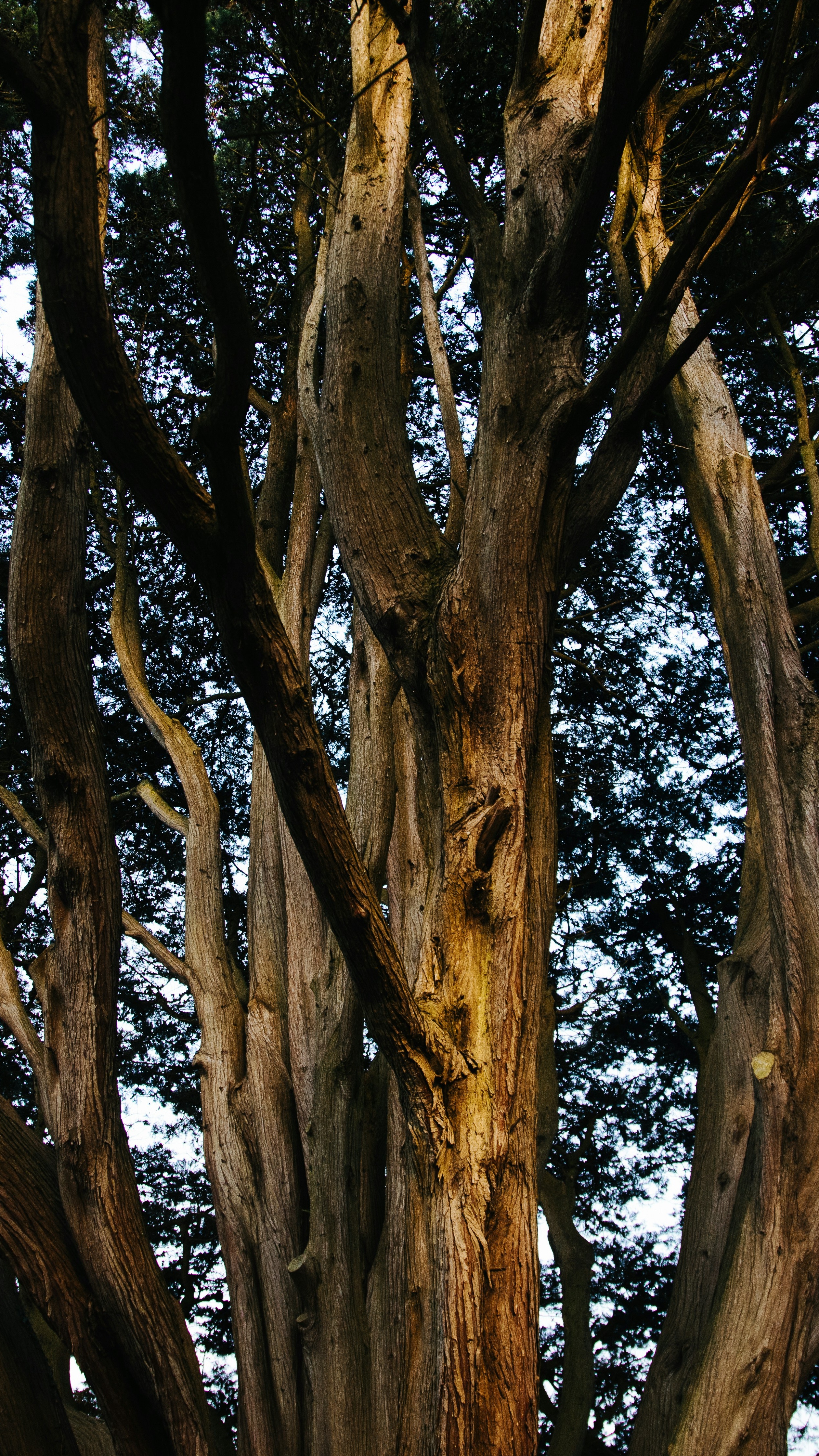 Low Angle View of Clustered Tree Trunks