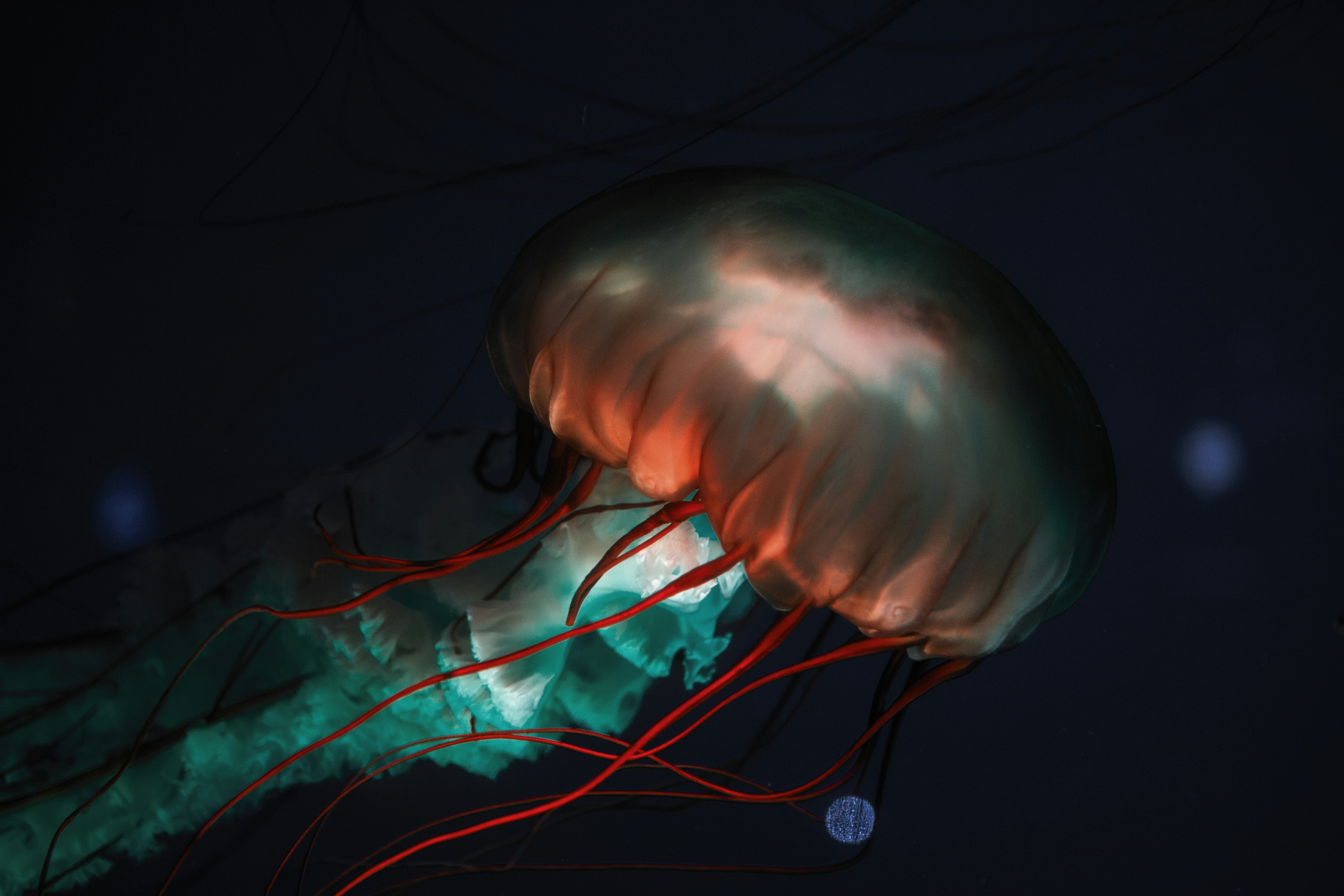 Glowing Jellyfish in Deep Dark Water