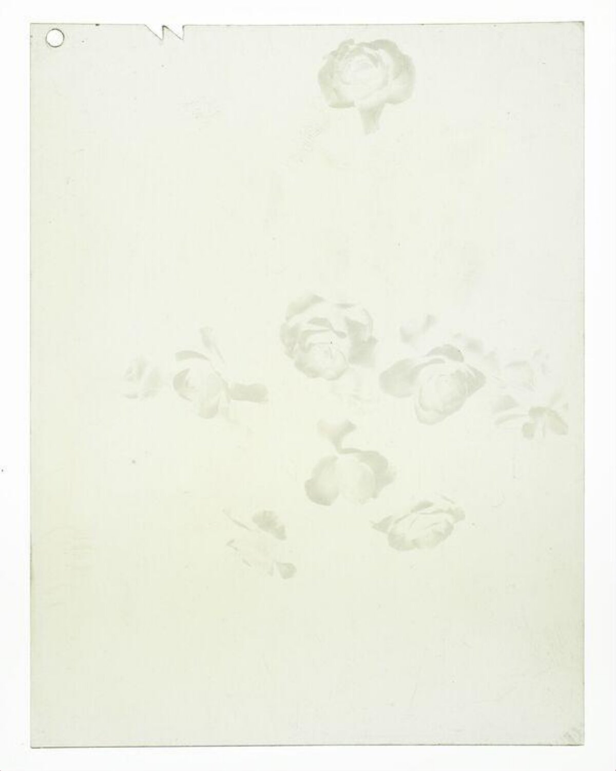 Faint Rose Sketches on Paper