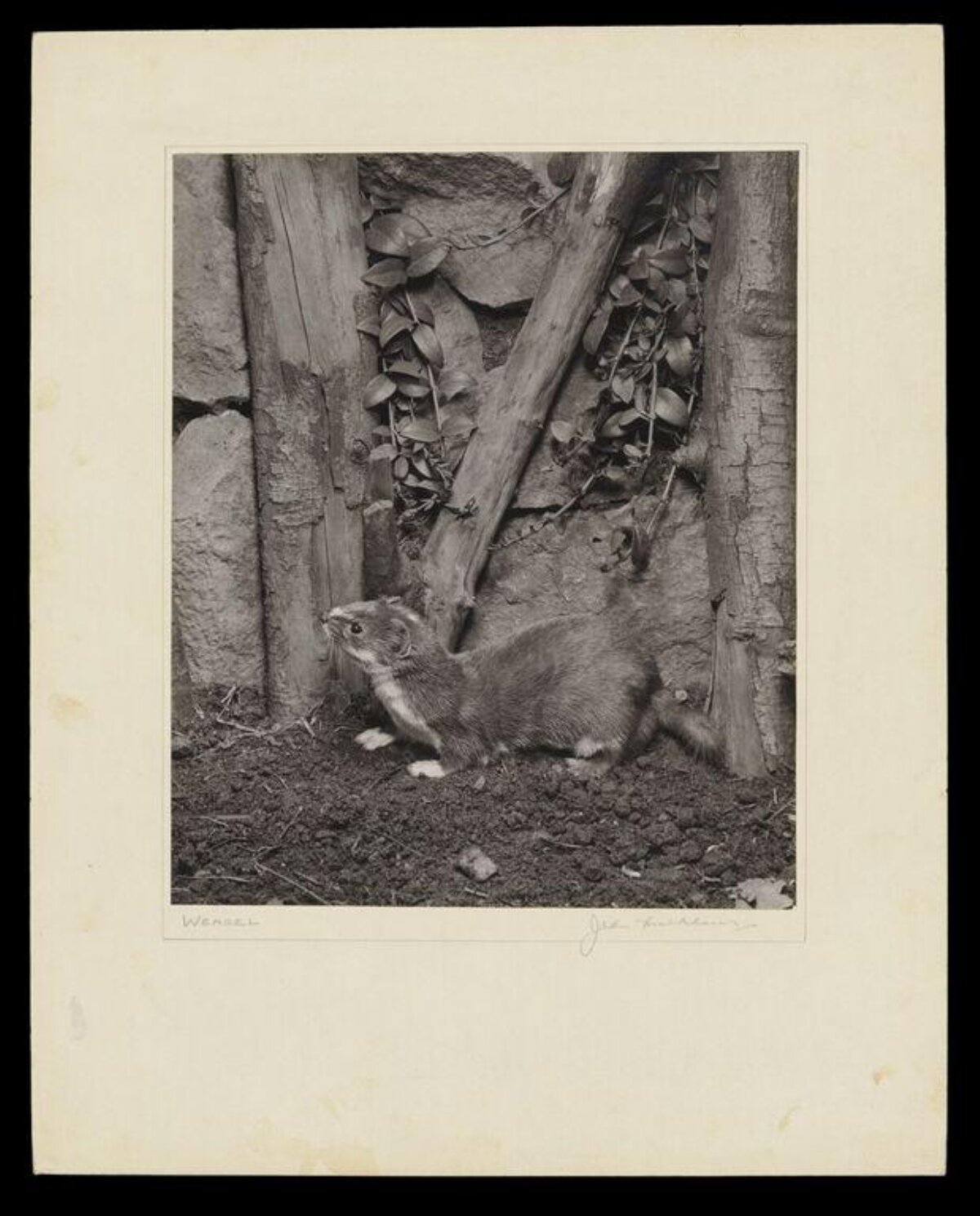 Weasel in Natural Enclosure