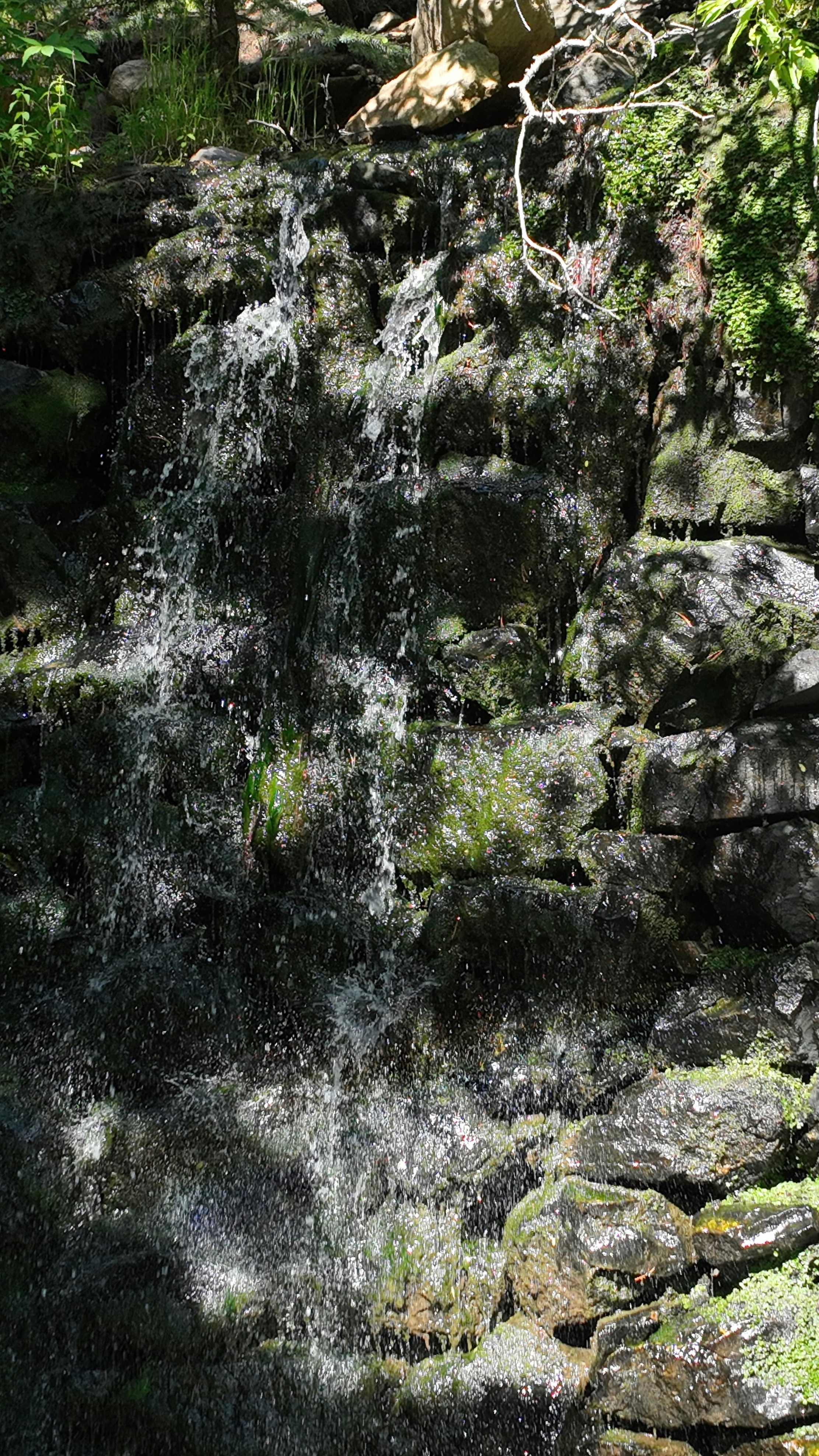 Forest & Flora