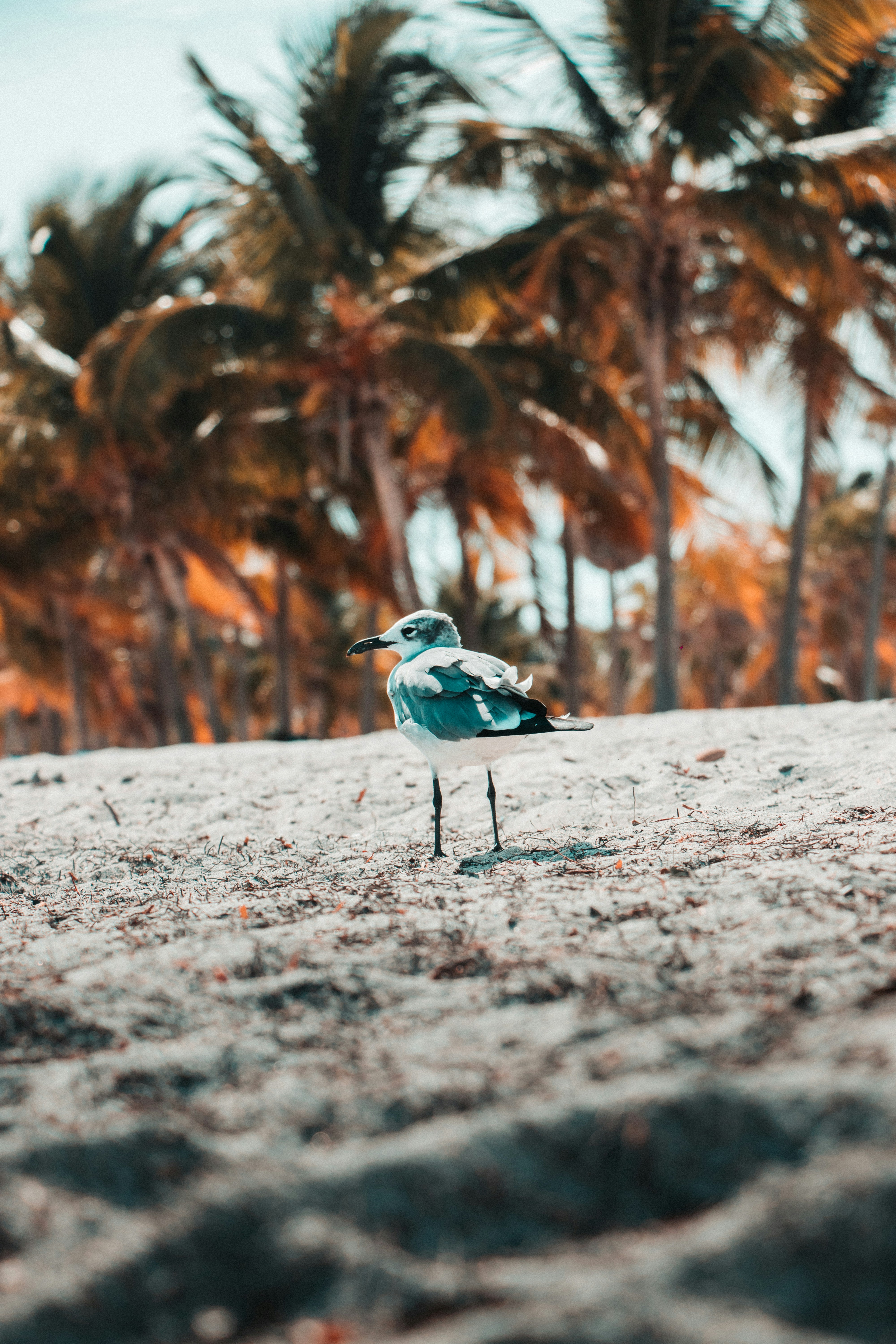 Seagull on Tropical Beach