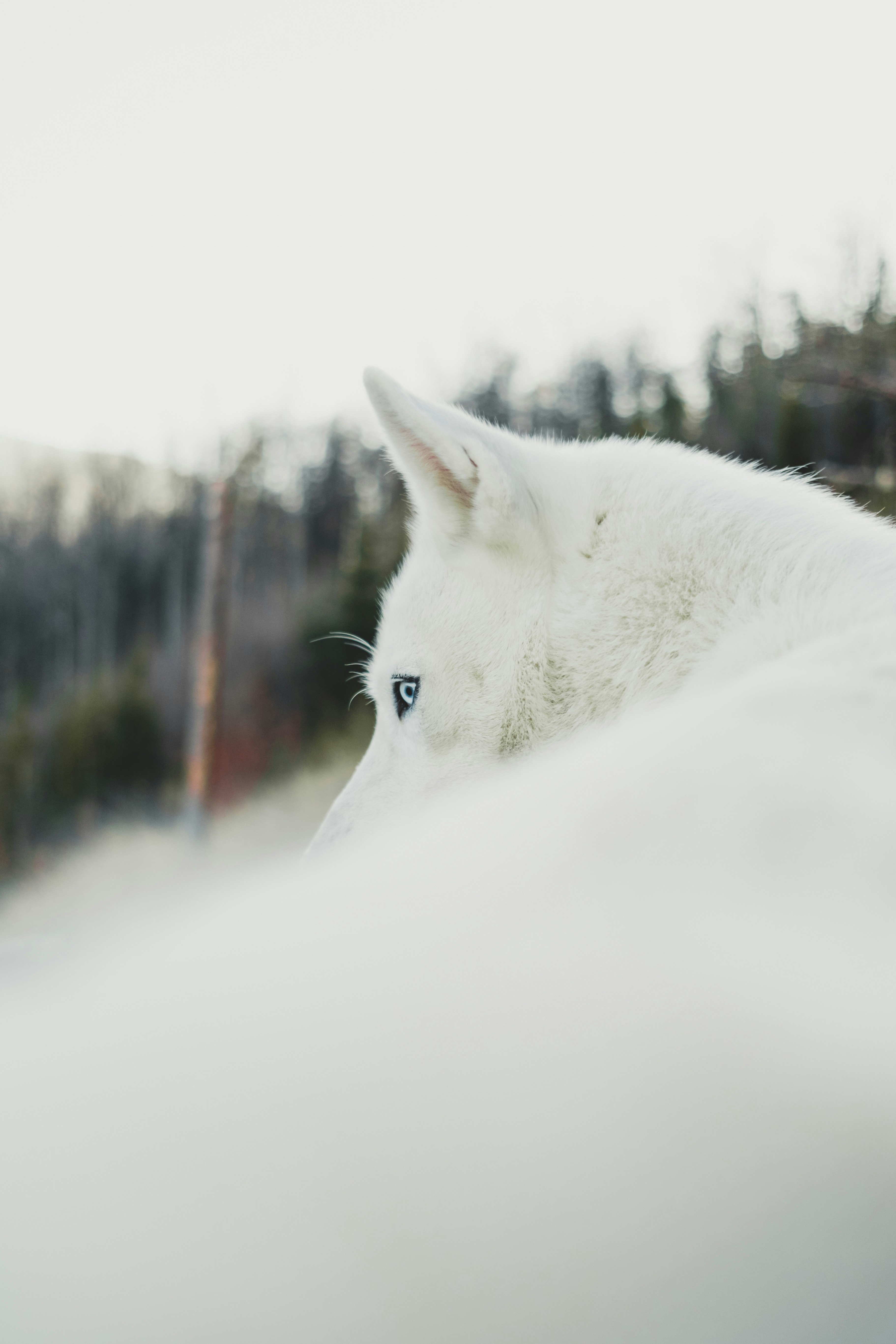 Side Profile of White Husky