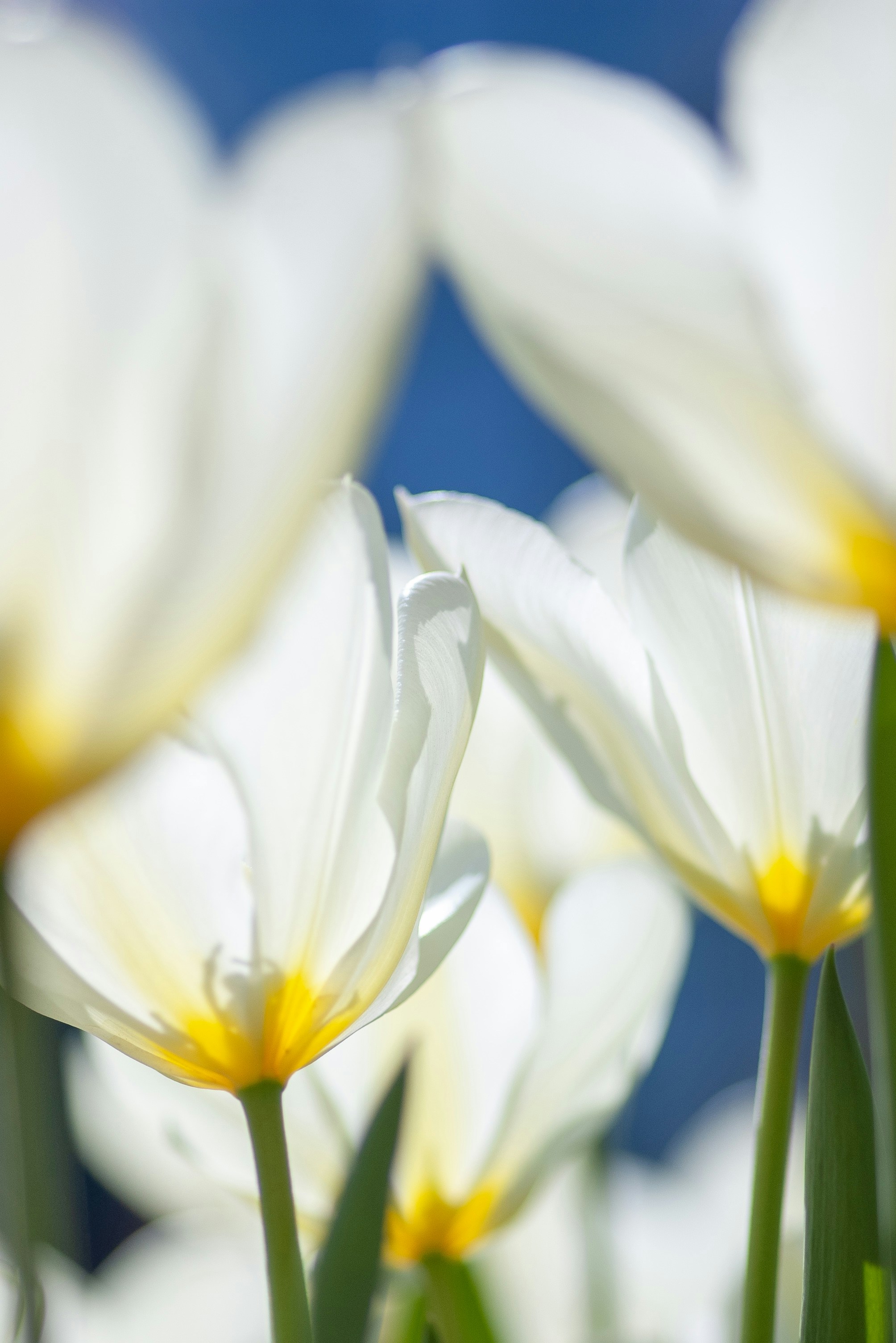 White Tulips Under Blue Sky