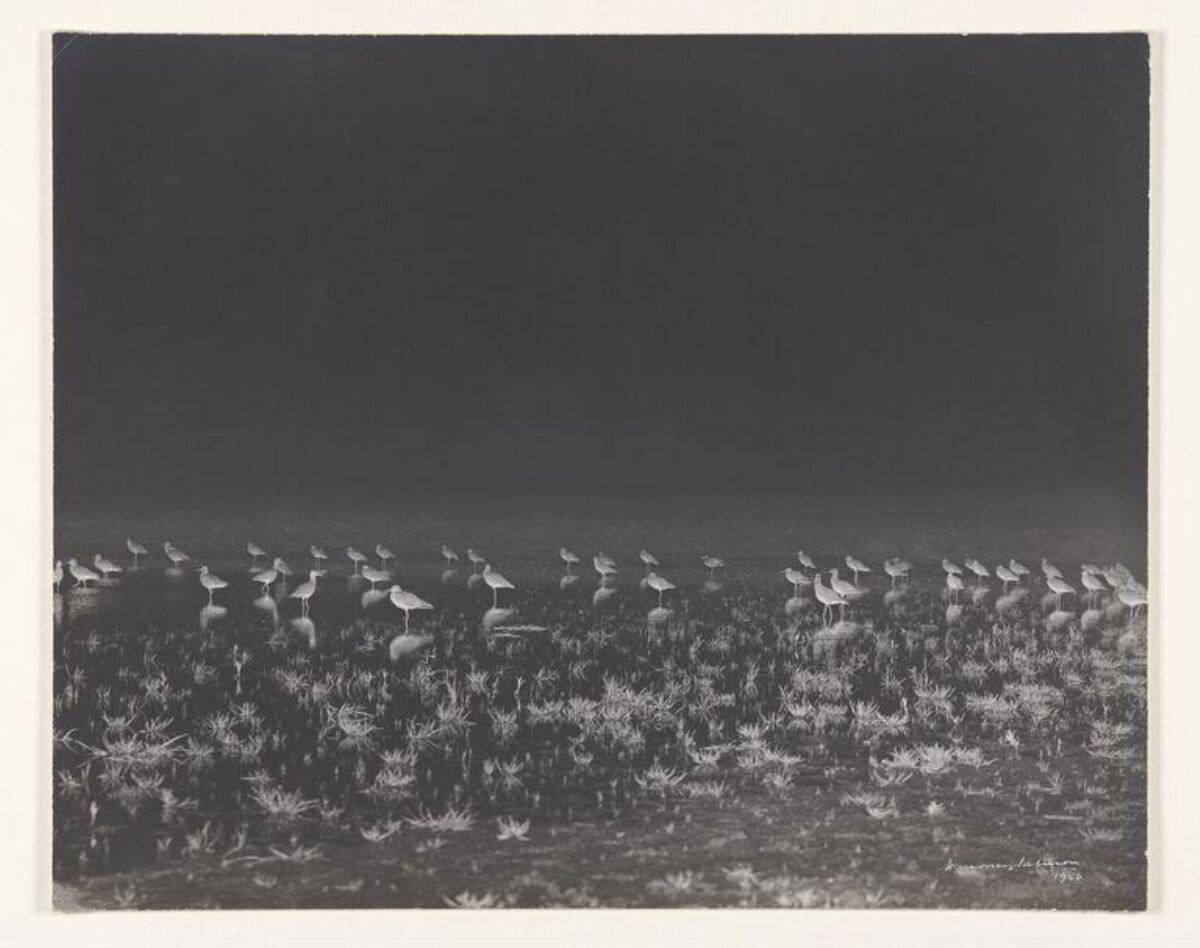 Flock of Water Birds on Wetland
