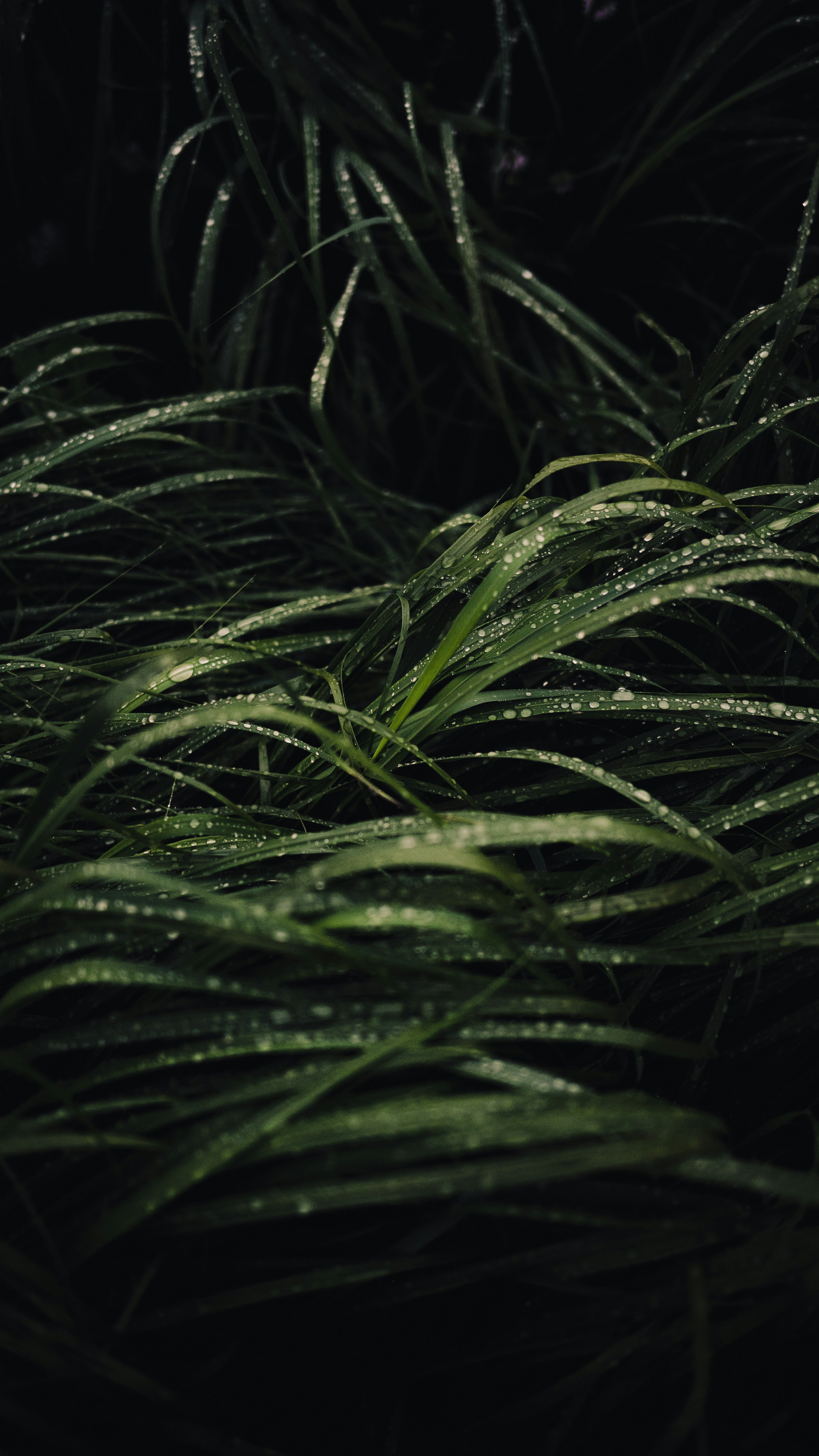 Dewy Wild Grass Close-Up
