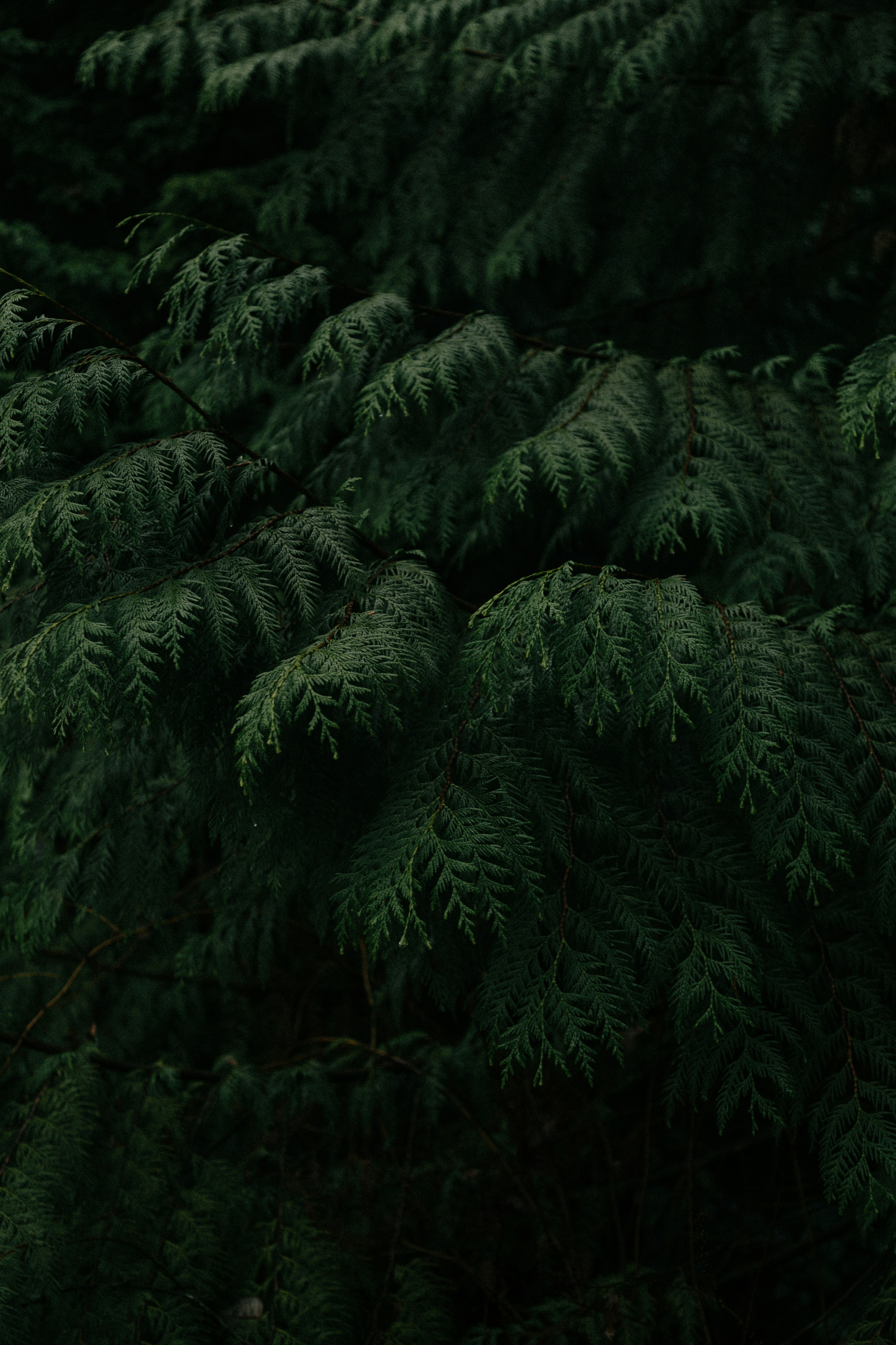 Dark Green Cedar Branches