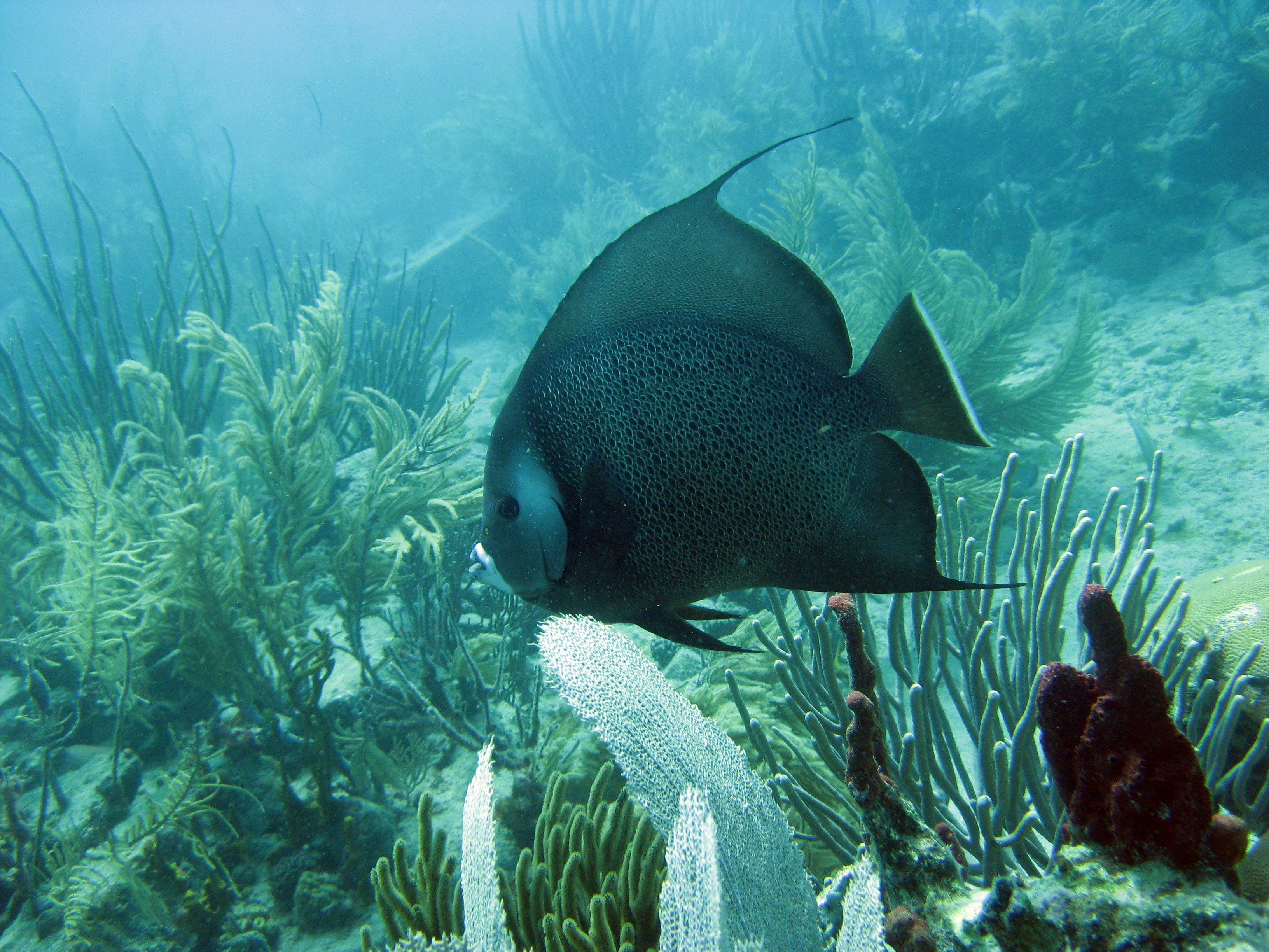 Gray Angelfish on Coral Reef