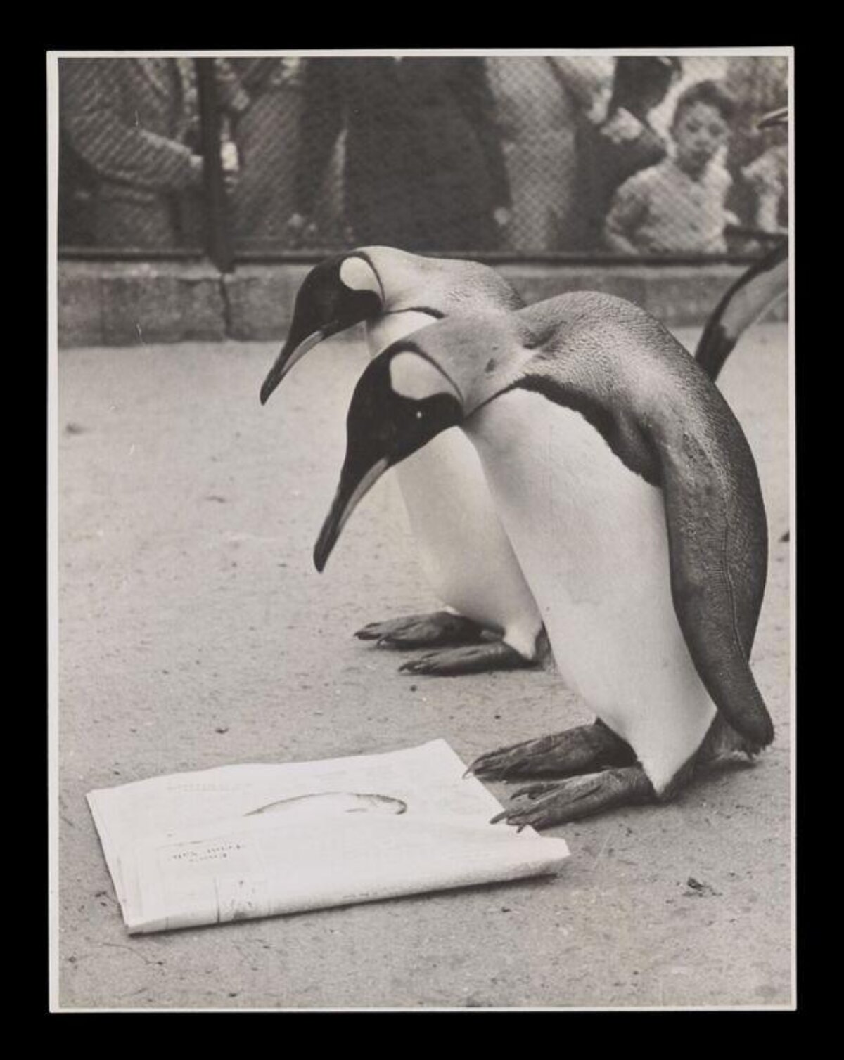 Two Penguins Staring at Newspaper