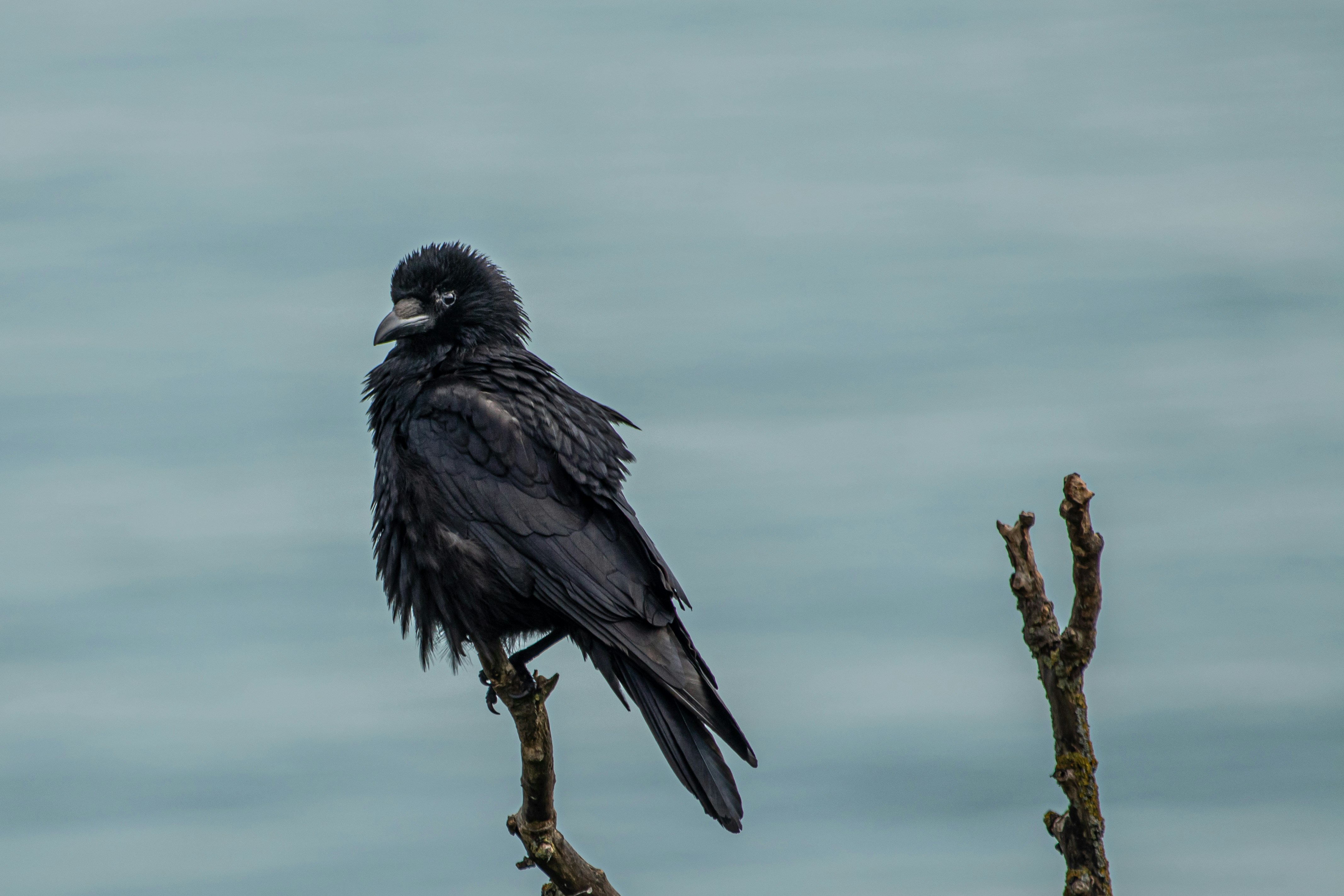 Black Crow Perched on Dead Branch
